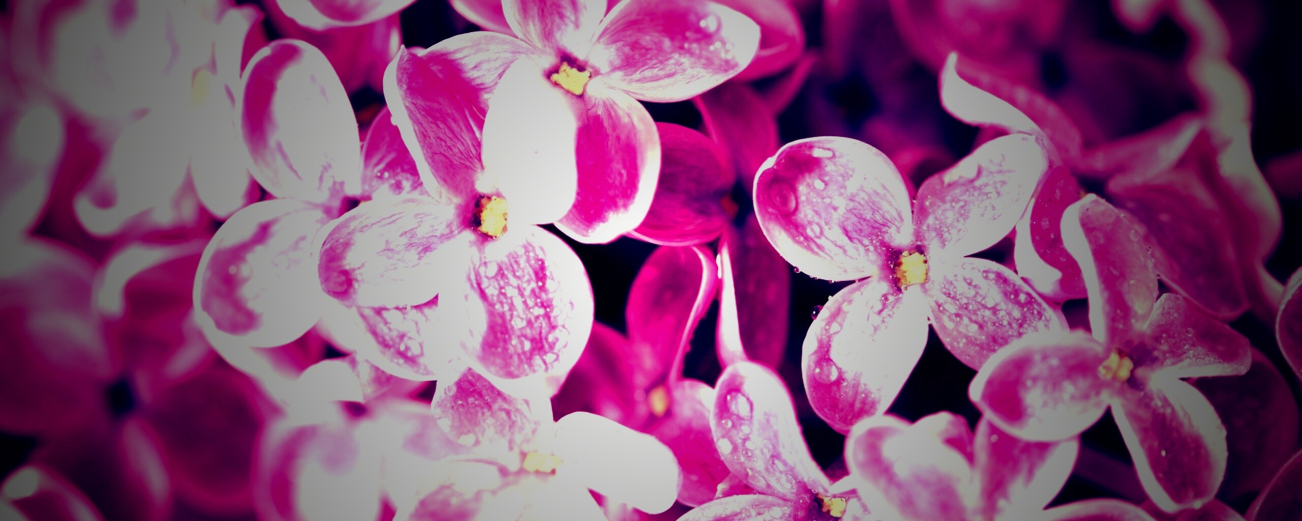 Цветы сирени обои