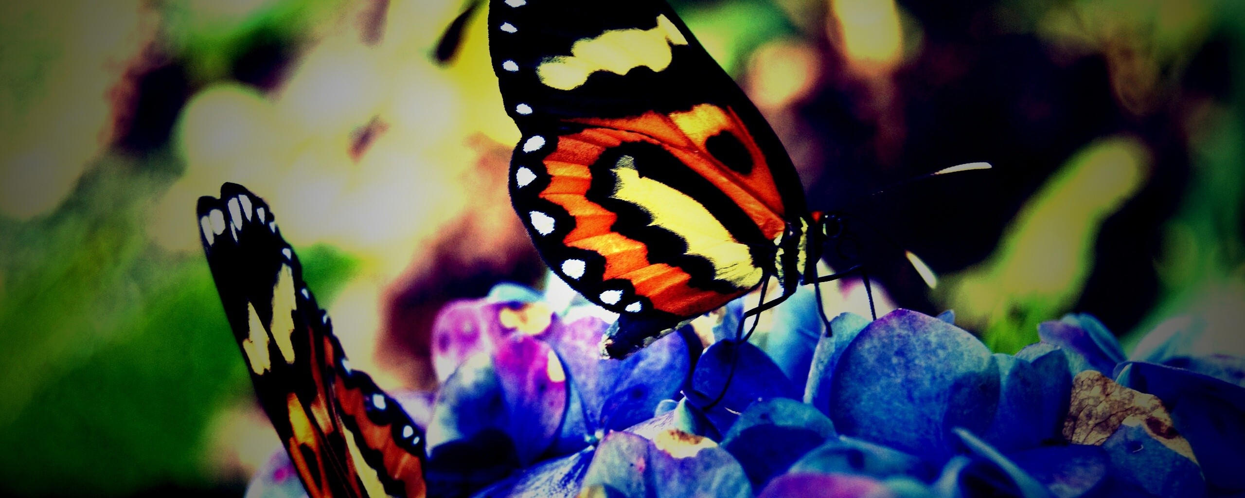 Две бабочки обои