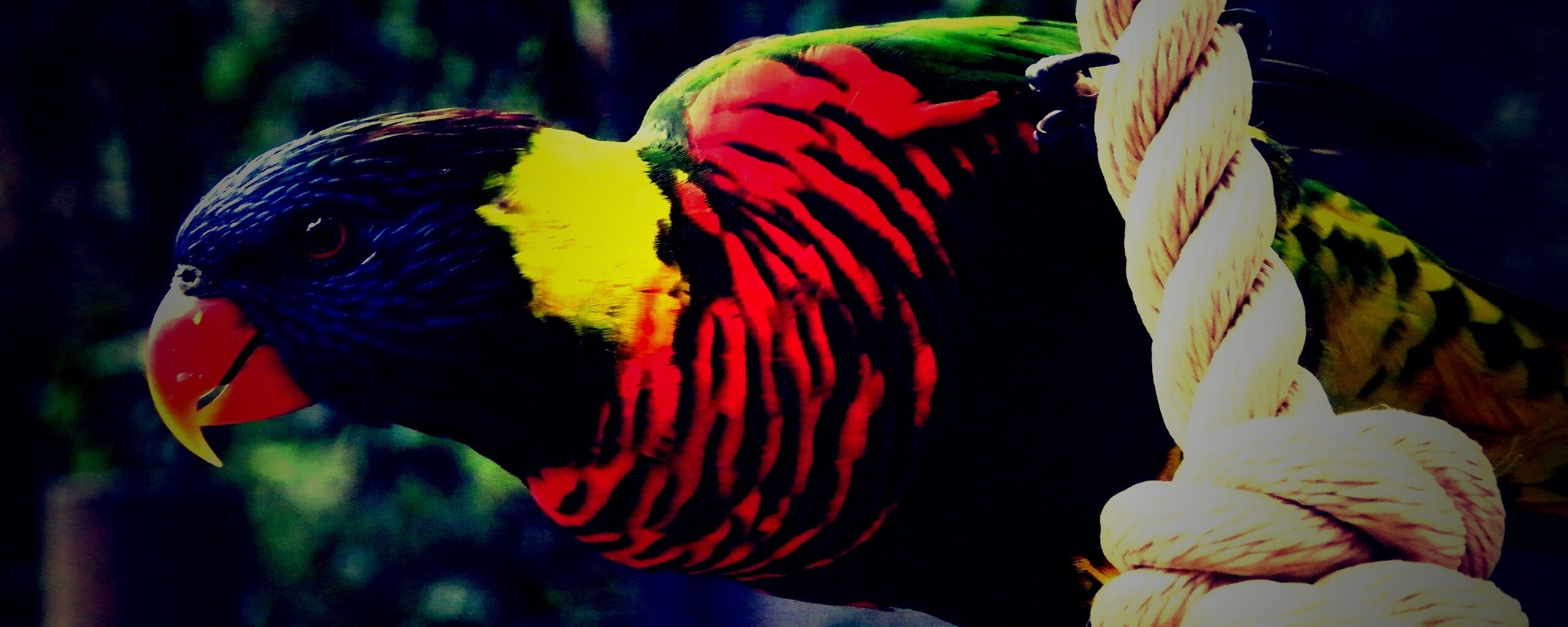 Попугай на канате обои