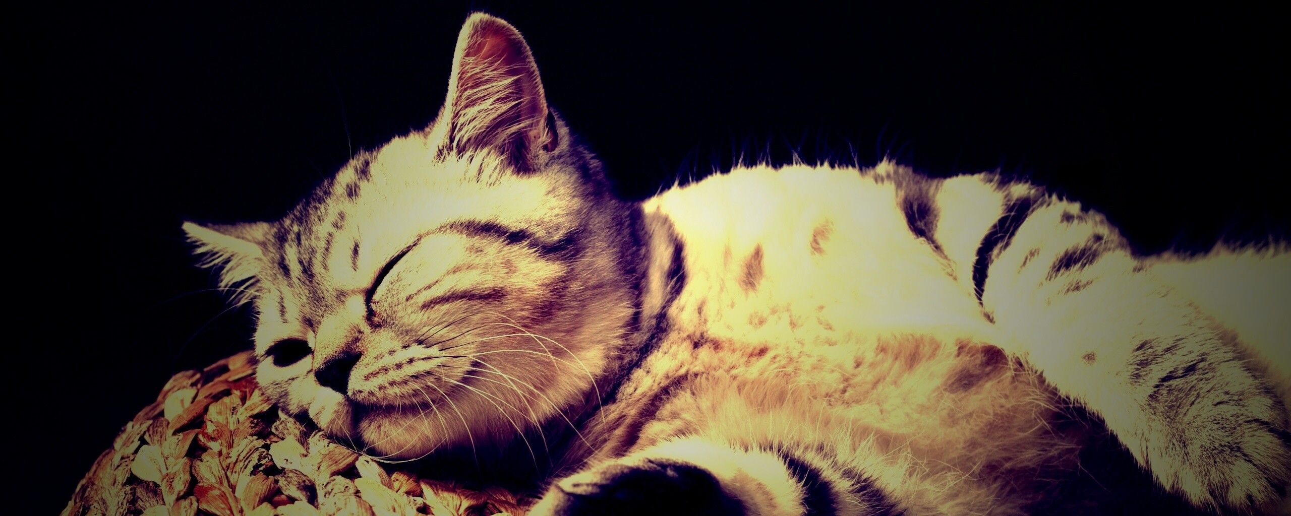 Пушистый кот спит на корзине обои