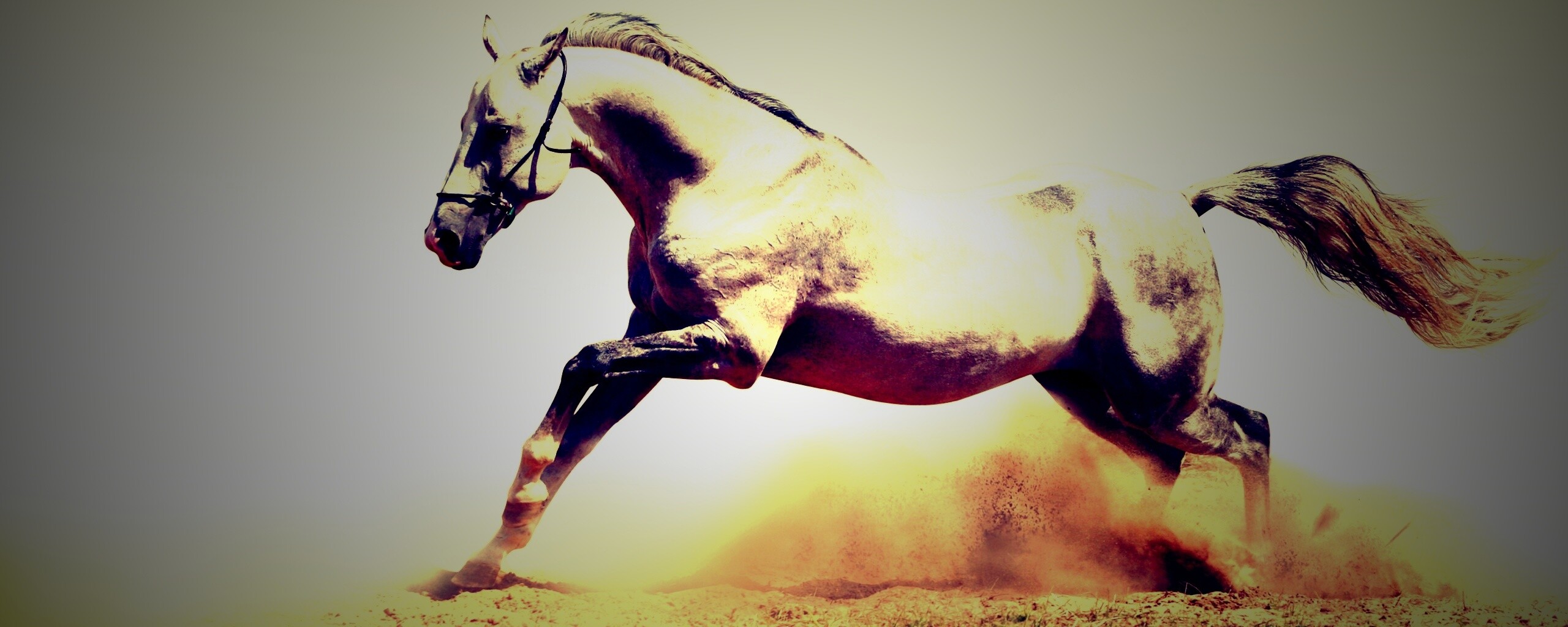 Скакун обои