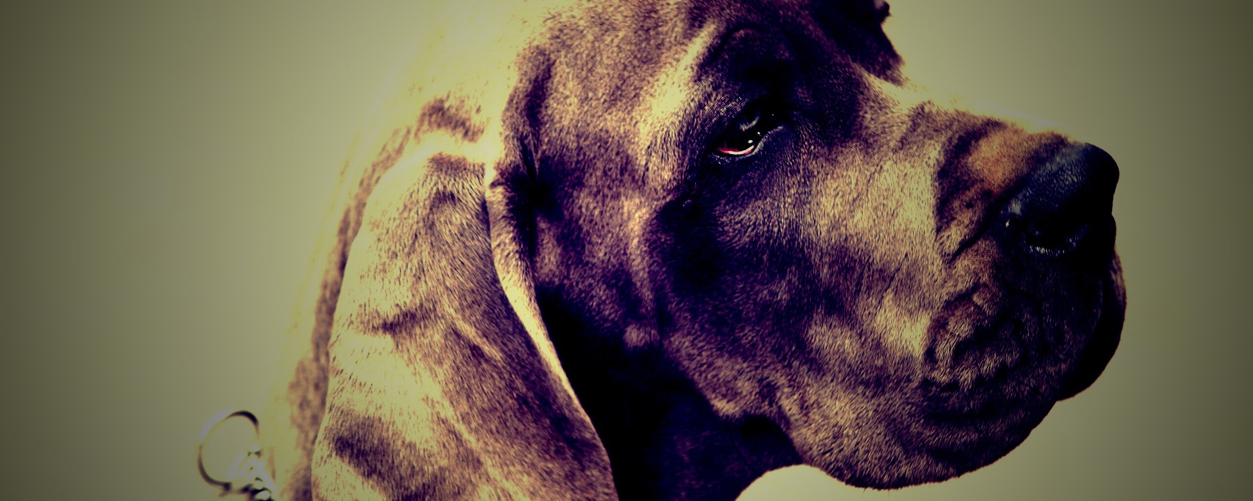 Грустная собака обои