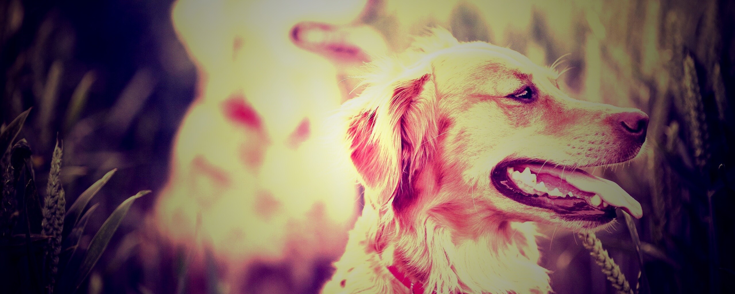 Собаки обои