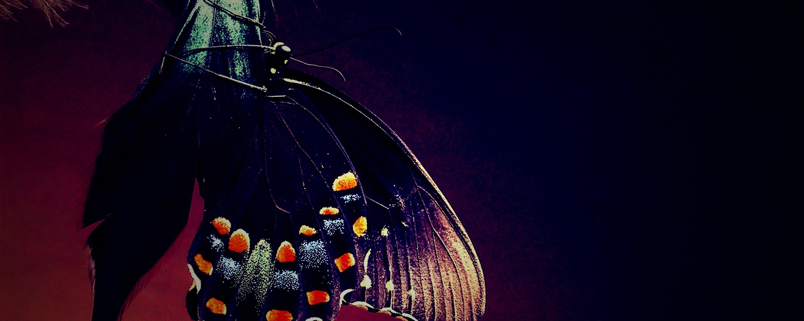 Красивая бабочка обои