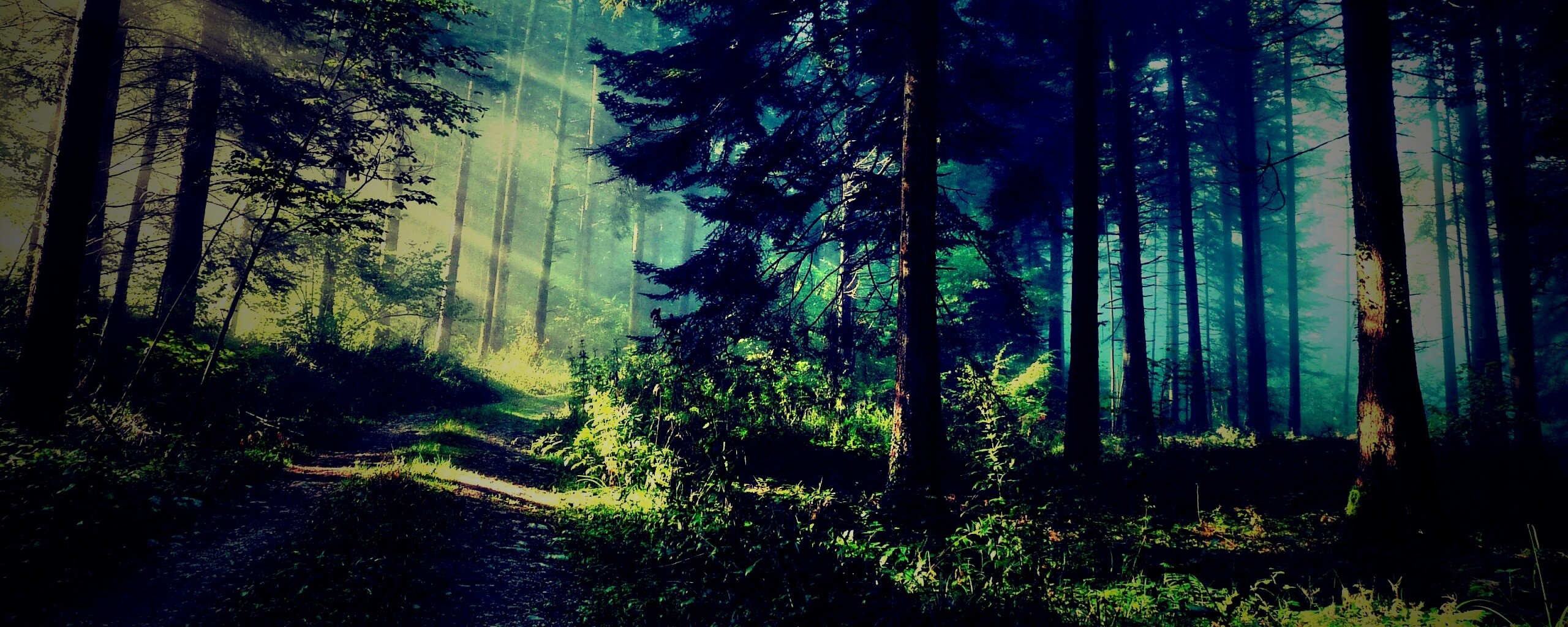 Тропа в лесу обои