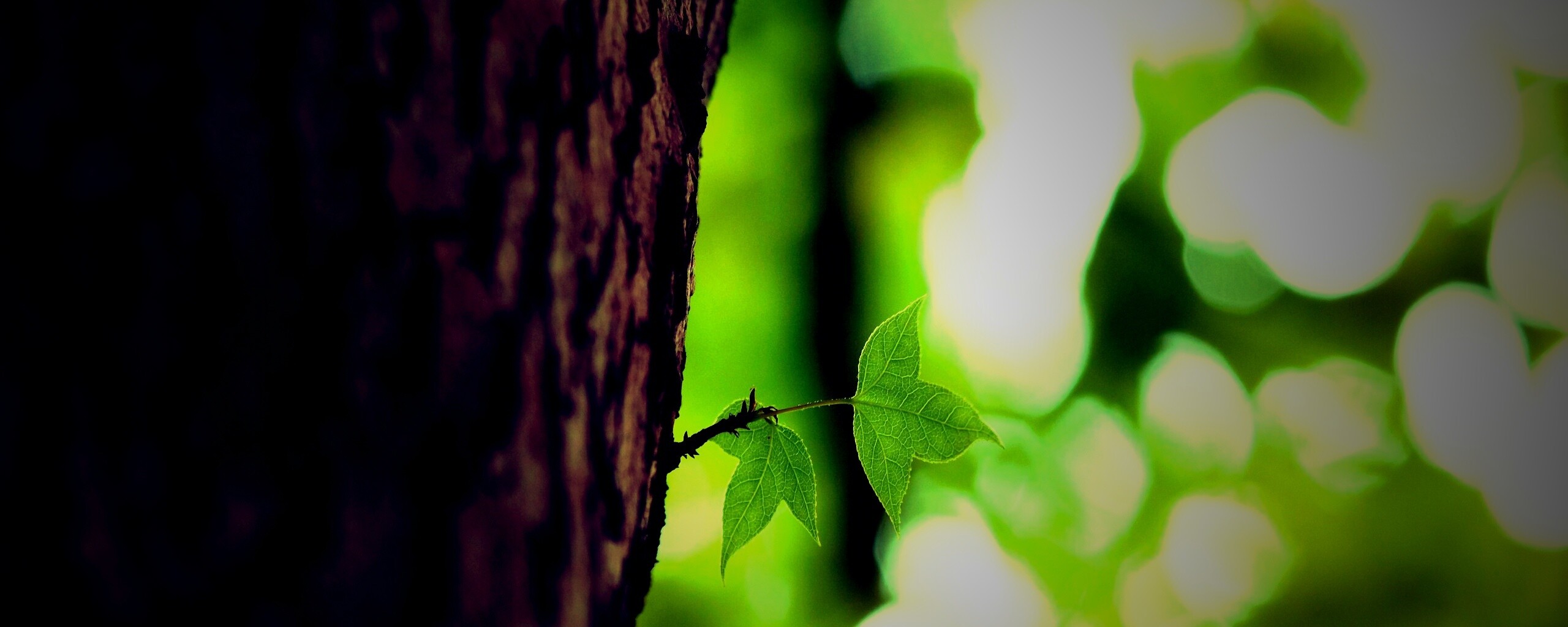 Листок на стволе дерева обои