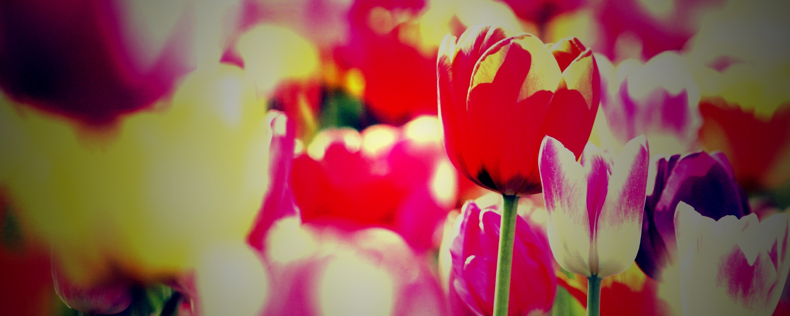 Красивые тюльпаны обои
