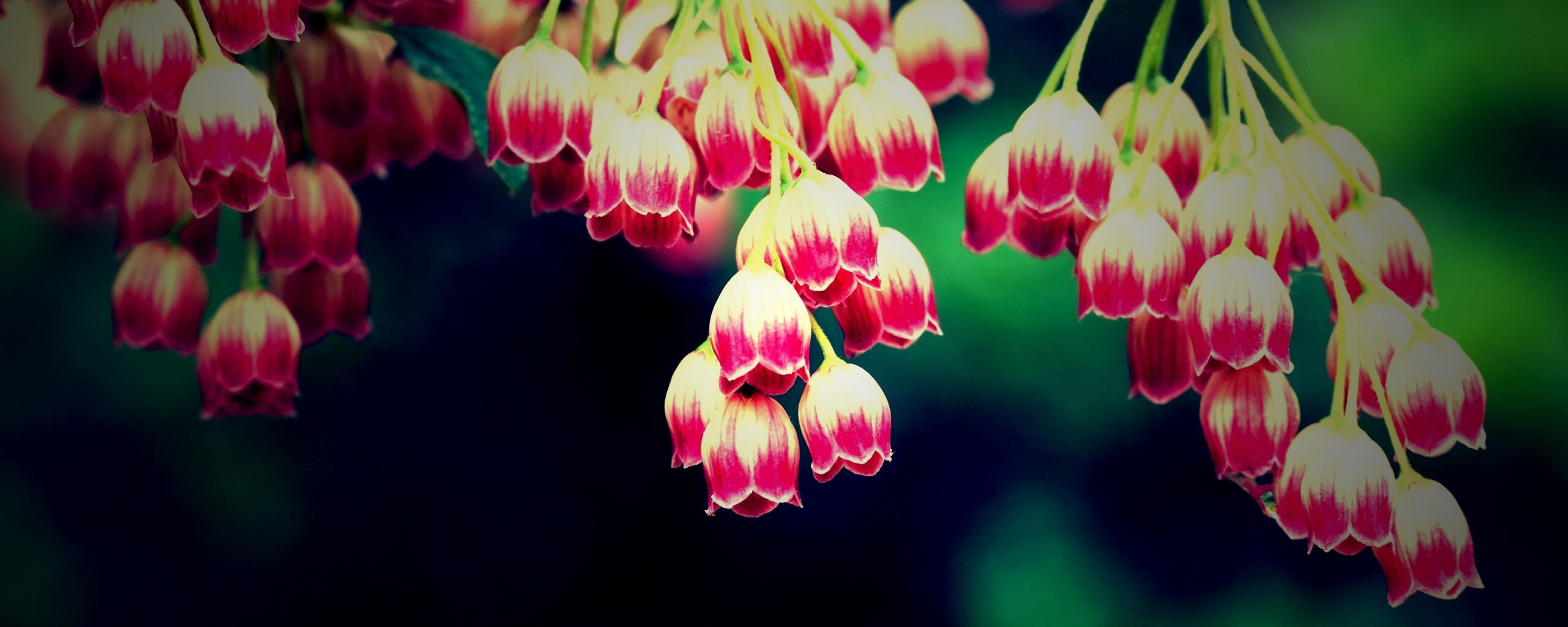 Красные колокольчики обои