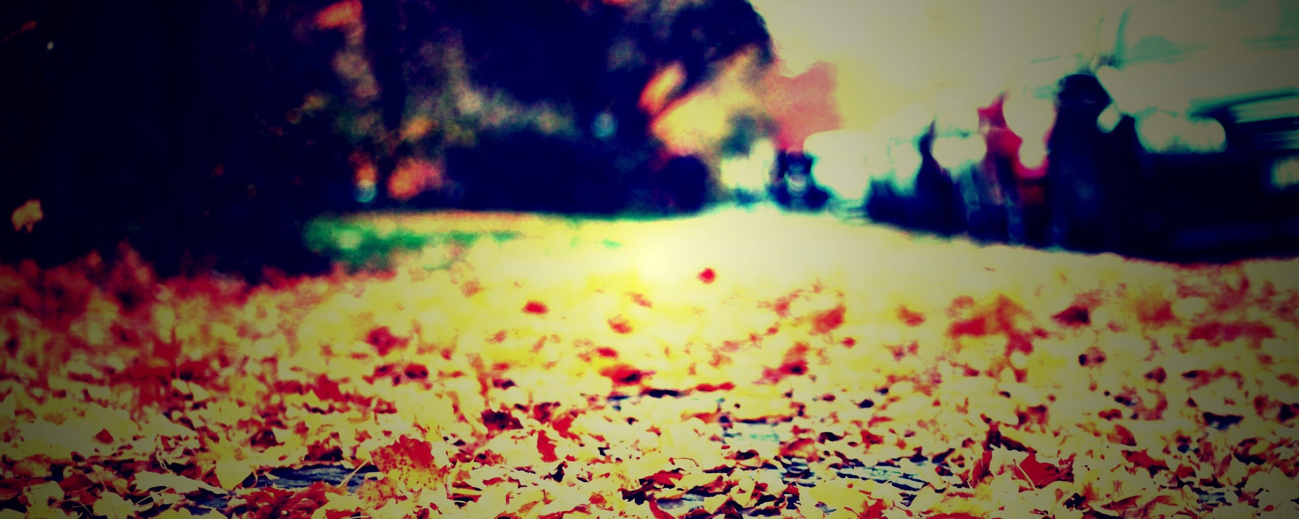 Осенние листья обои