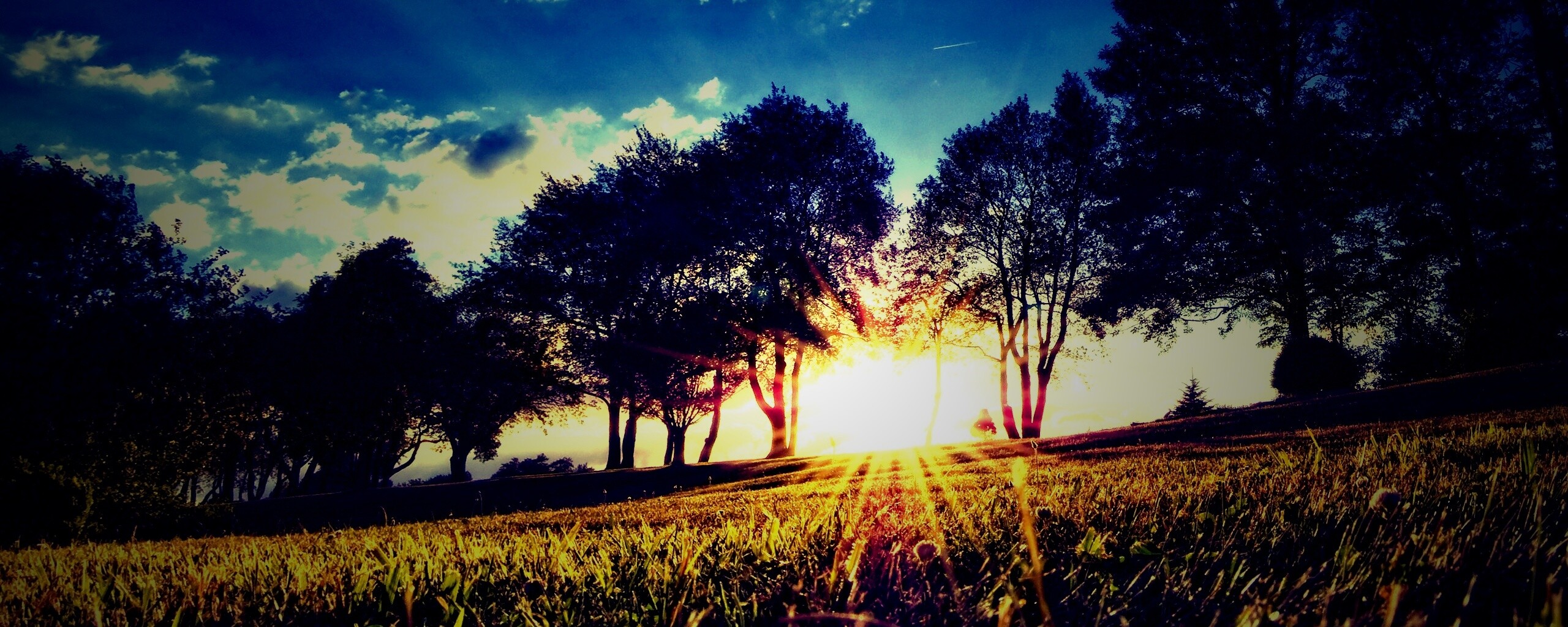 Лучи солнца на траве обои