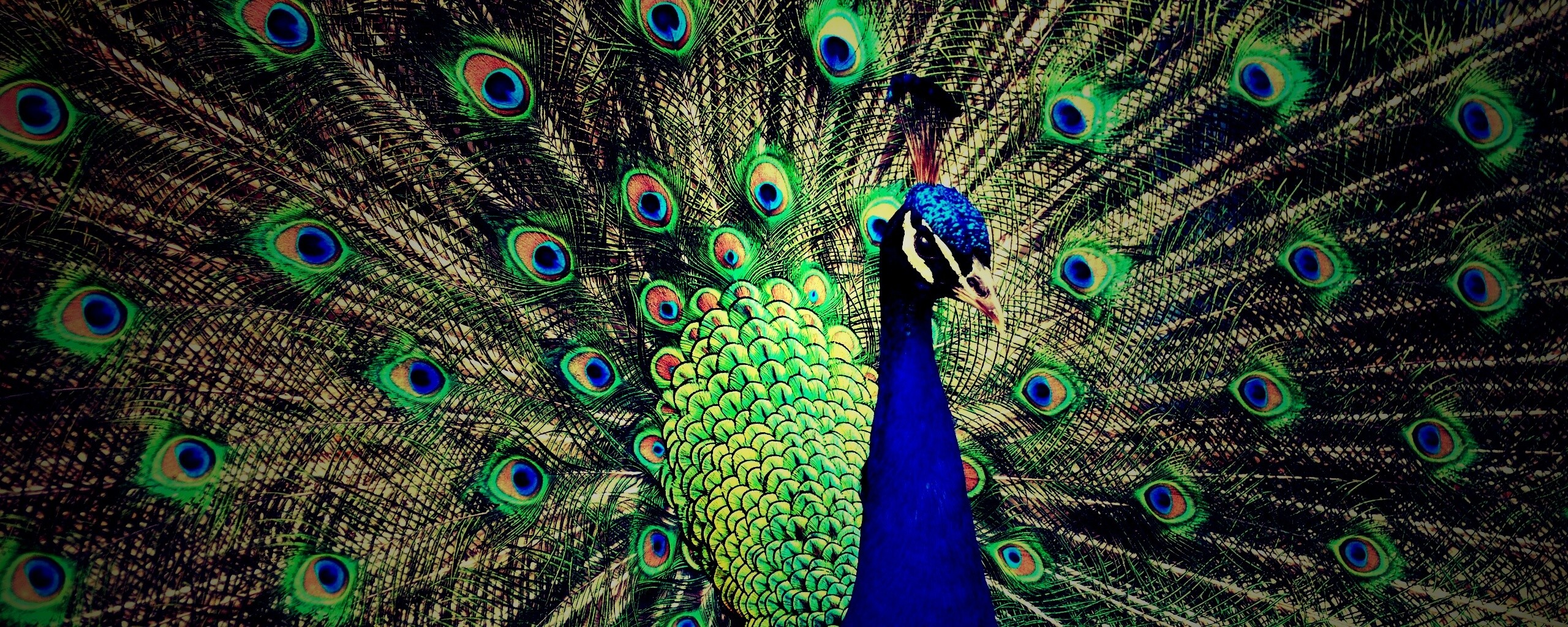 Красивый павлин обои