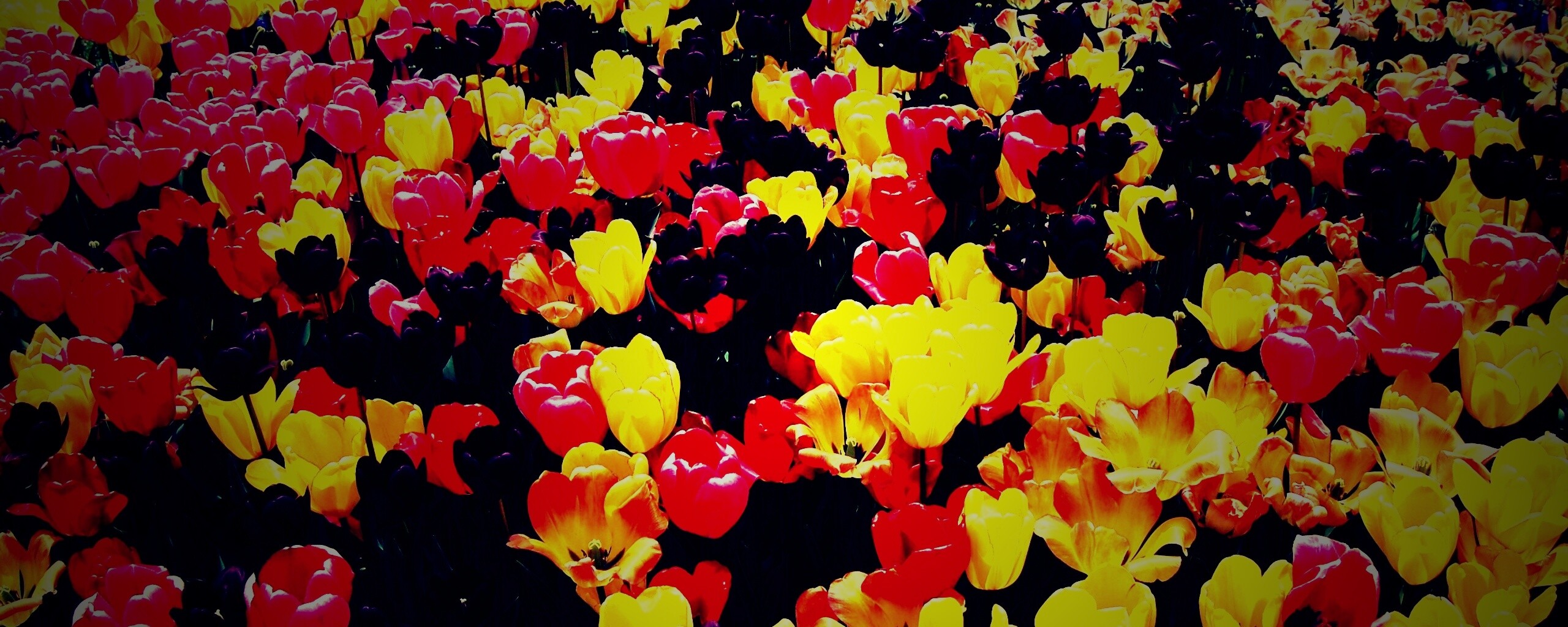 Поле тюльпанов обои