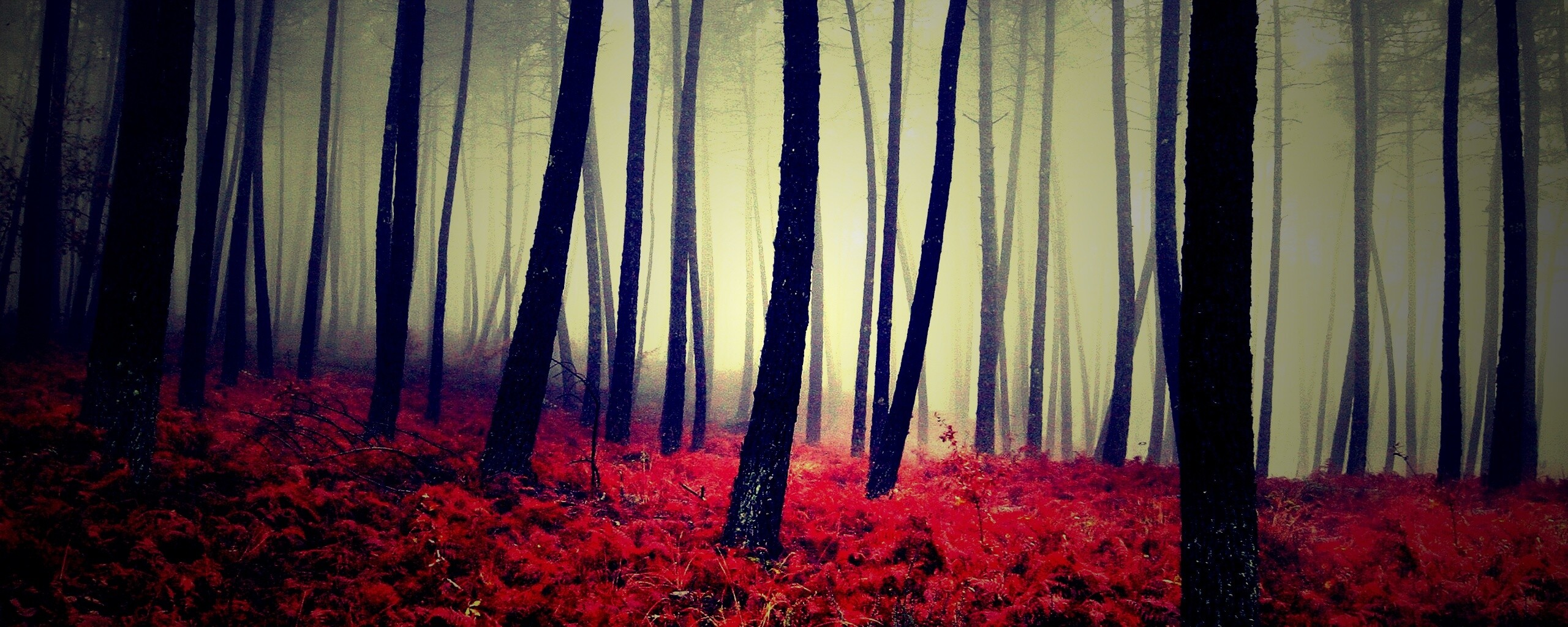 Красно-черный лес обои