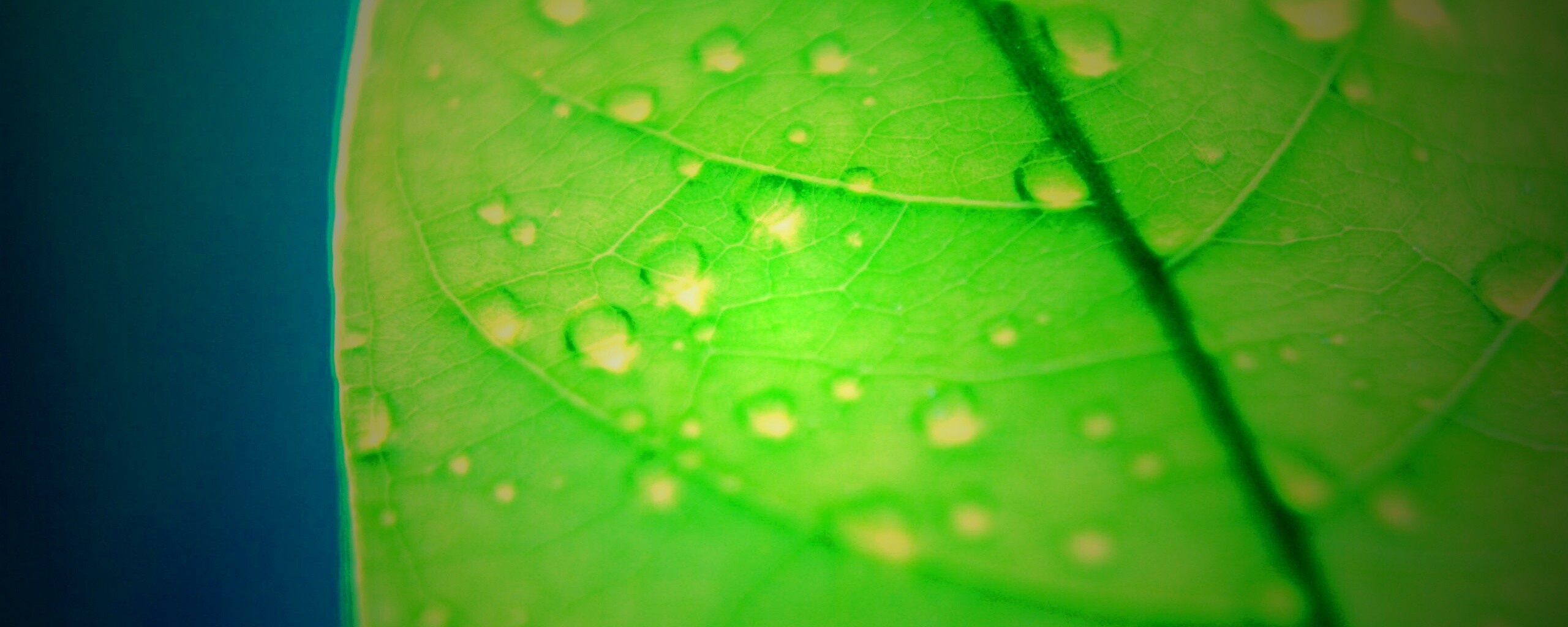 Зеленый листик в макро обои