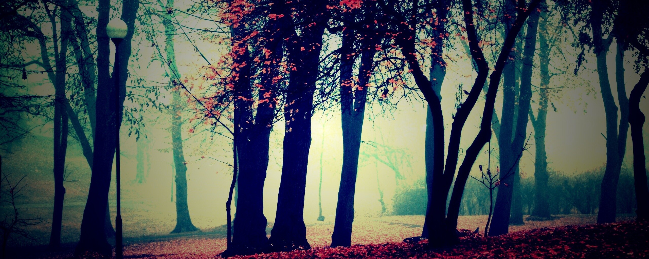 Парк красных листьев обои