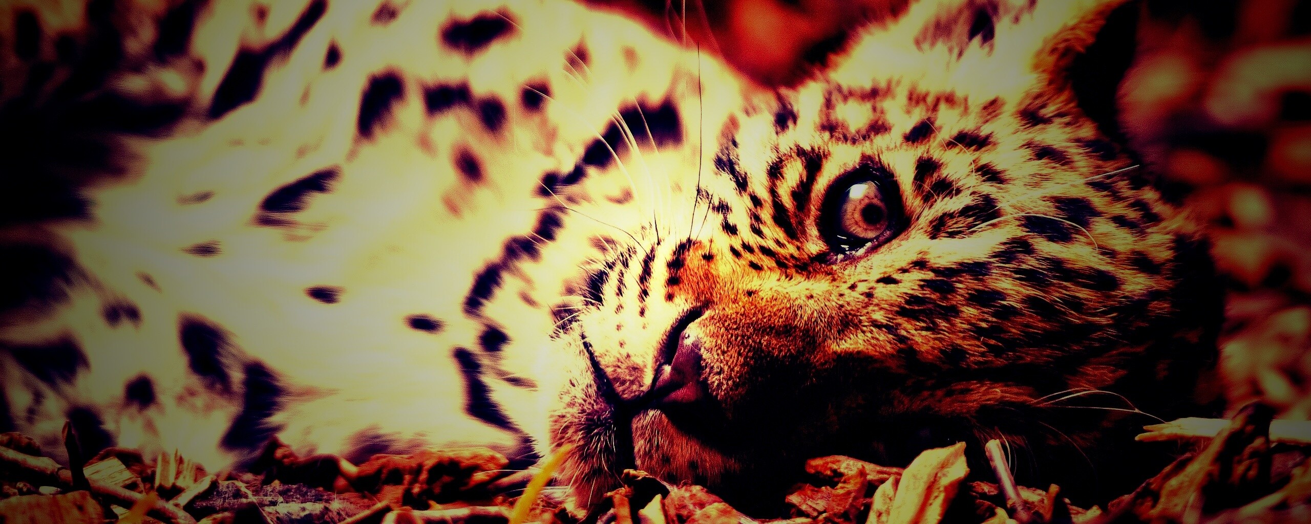 Гепард котенок обои
