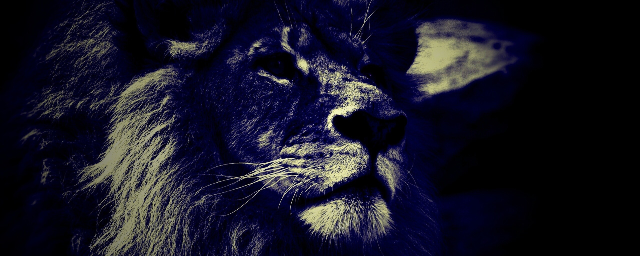 Гордый черно-белый лев обои