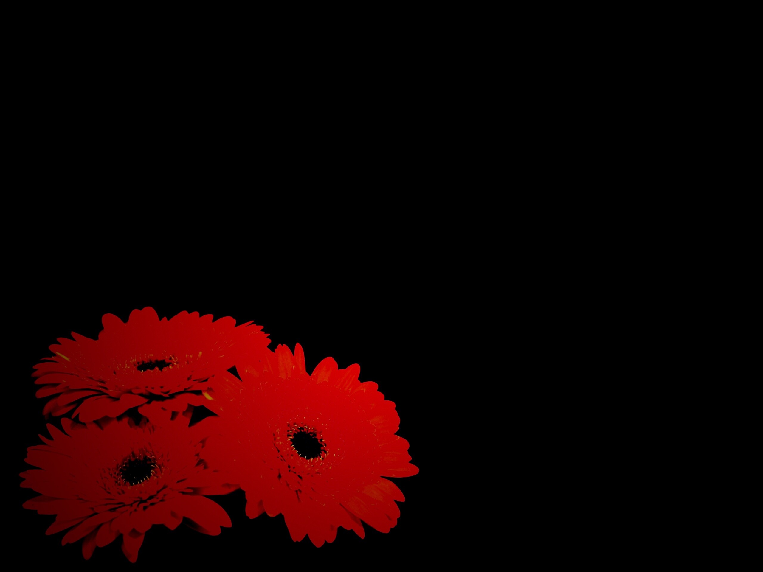 Красные герберы обои