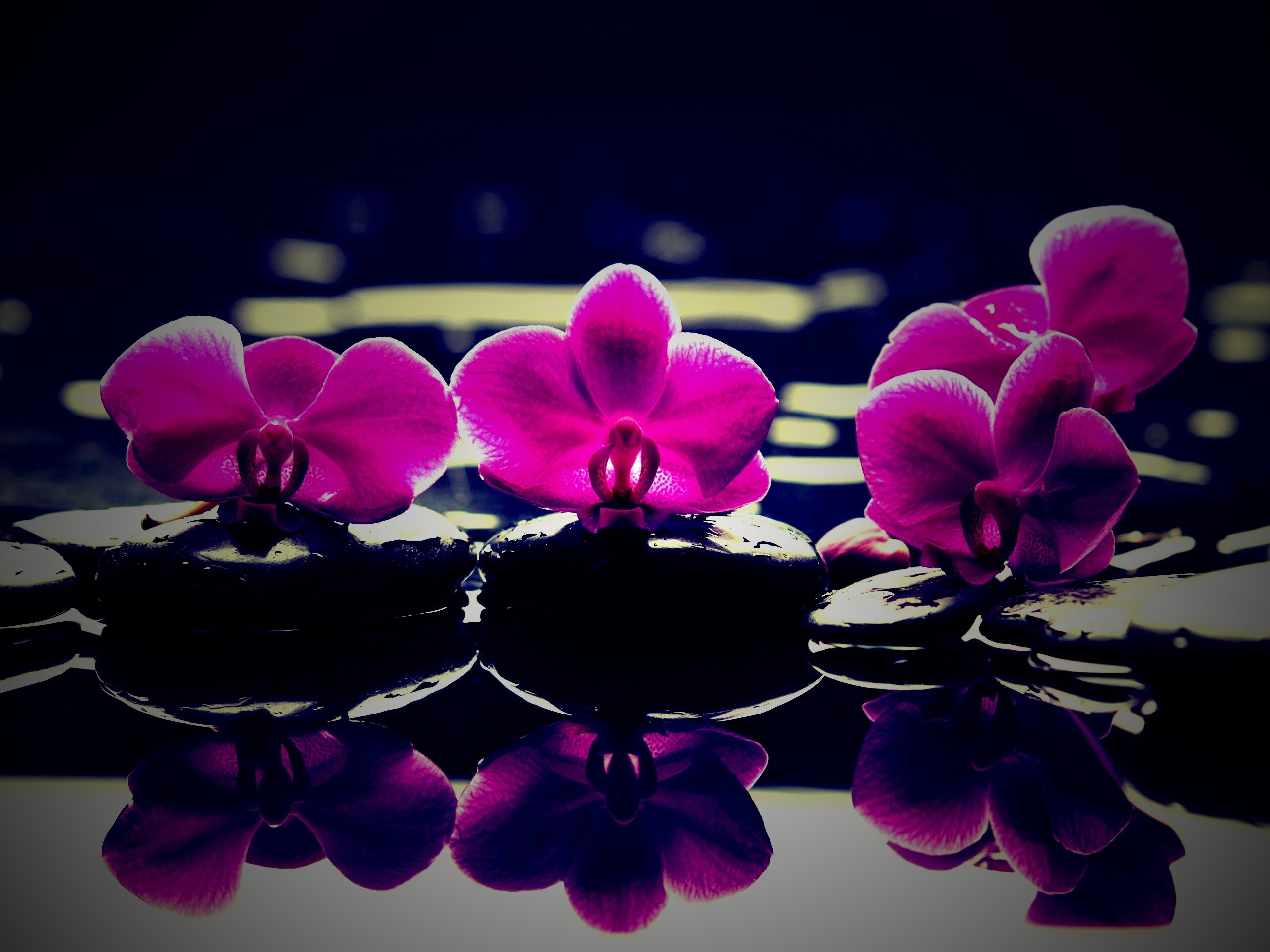 Орхидеи на камнях обои