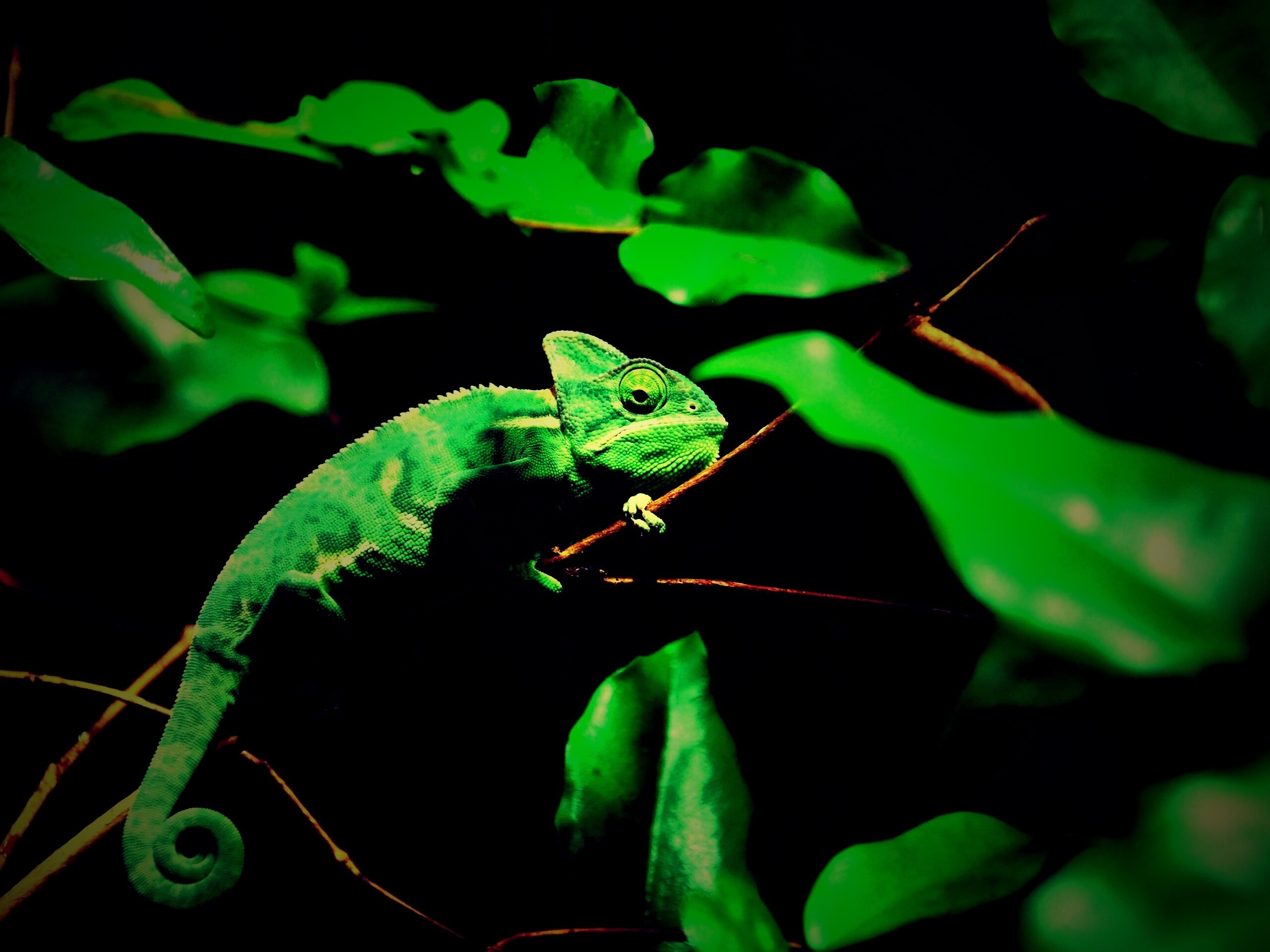 Хамелеон в листве обои