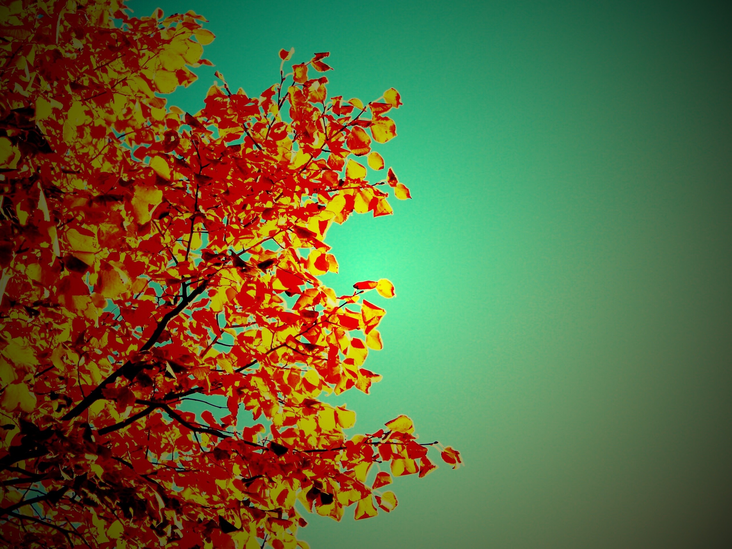 Ветви с пожелтевшими листьями на фоне неба обои