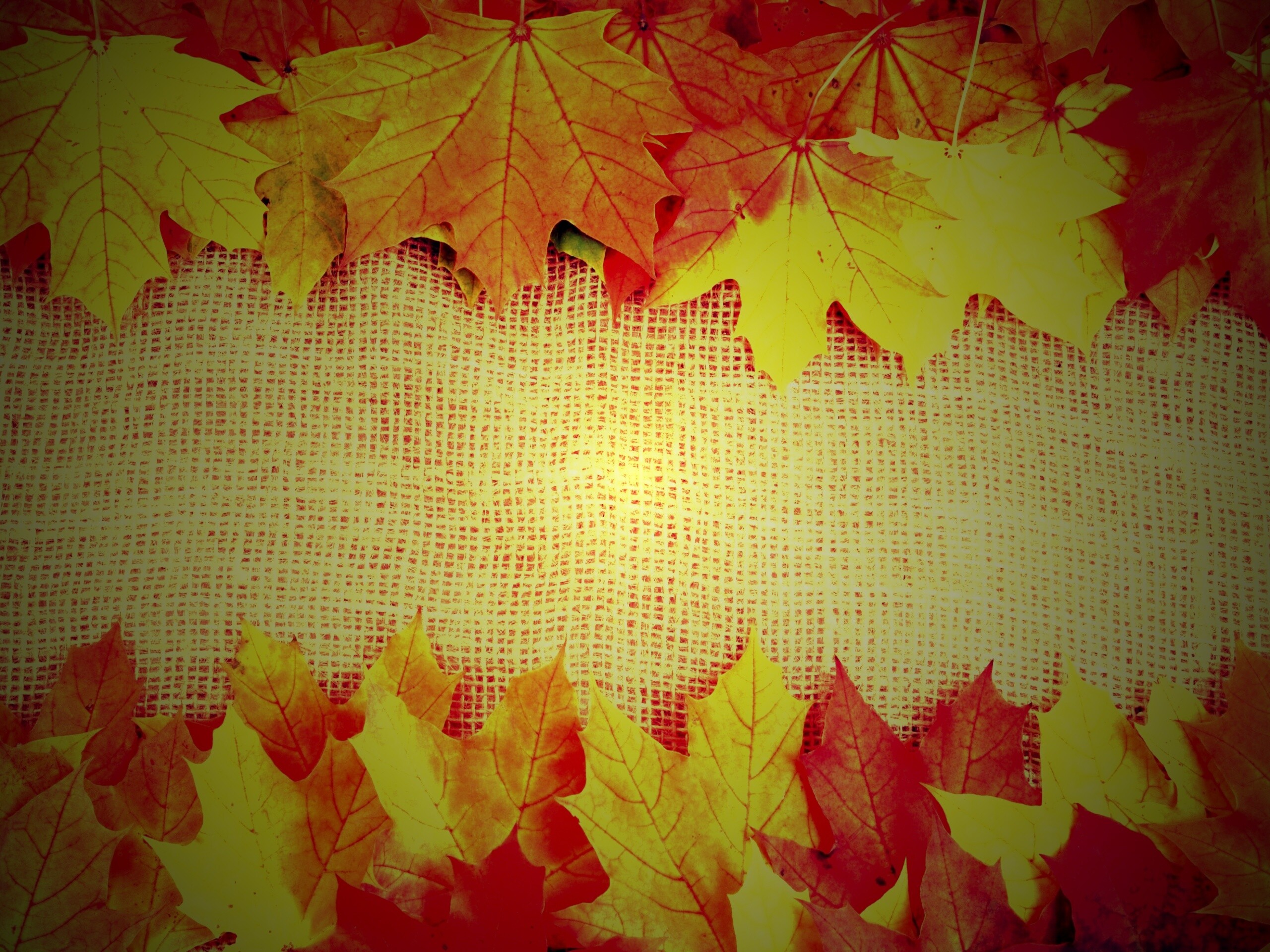 Желтые кленовые листья на холсте обои