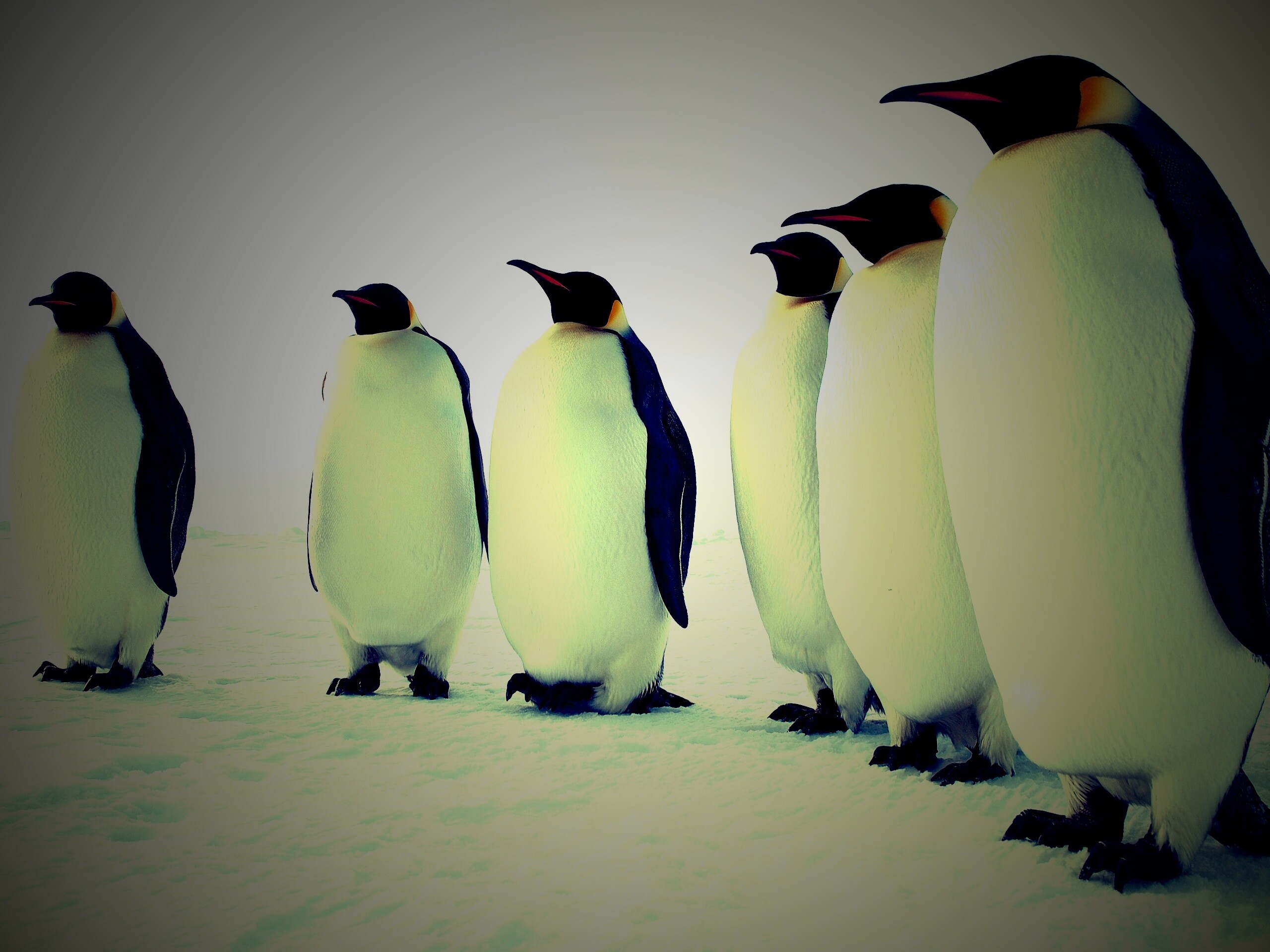 Слет пингвинов обои
