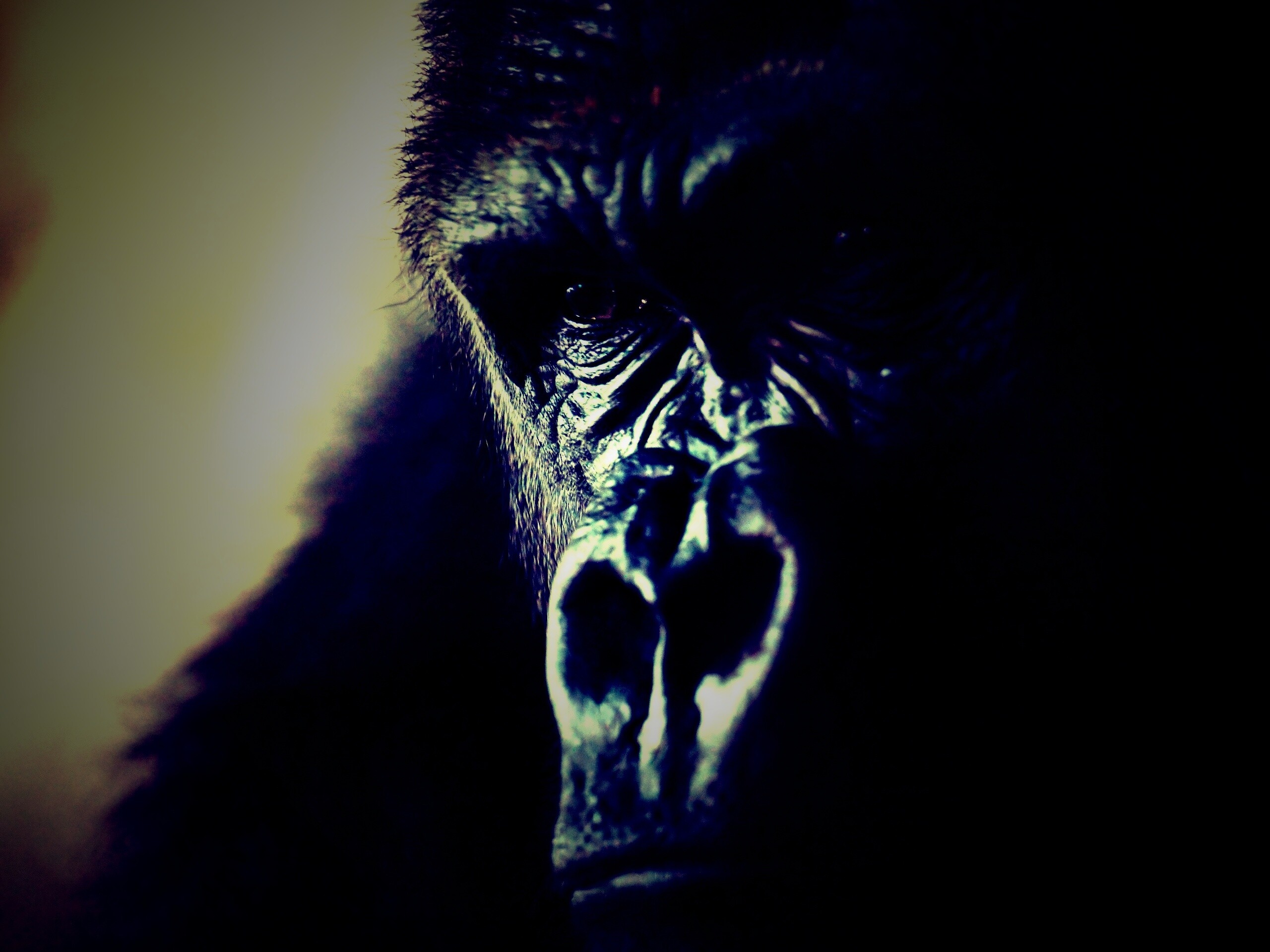 Фото орангутанга обои