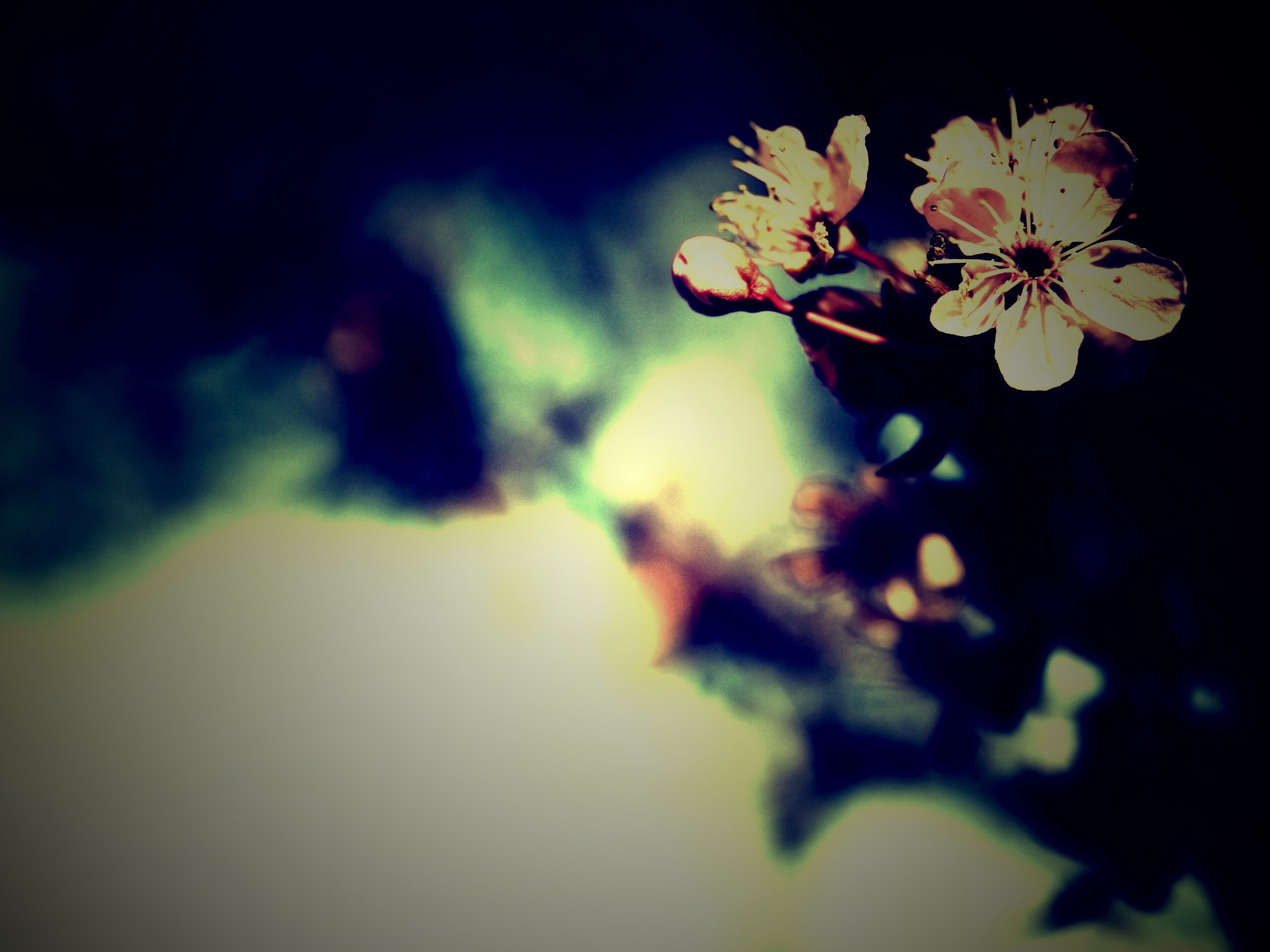 Цветок вишни обои