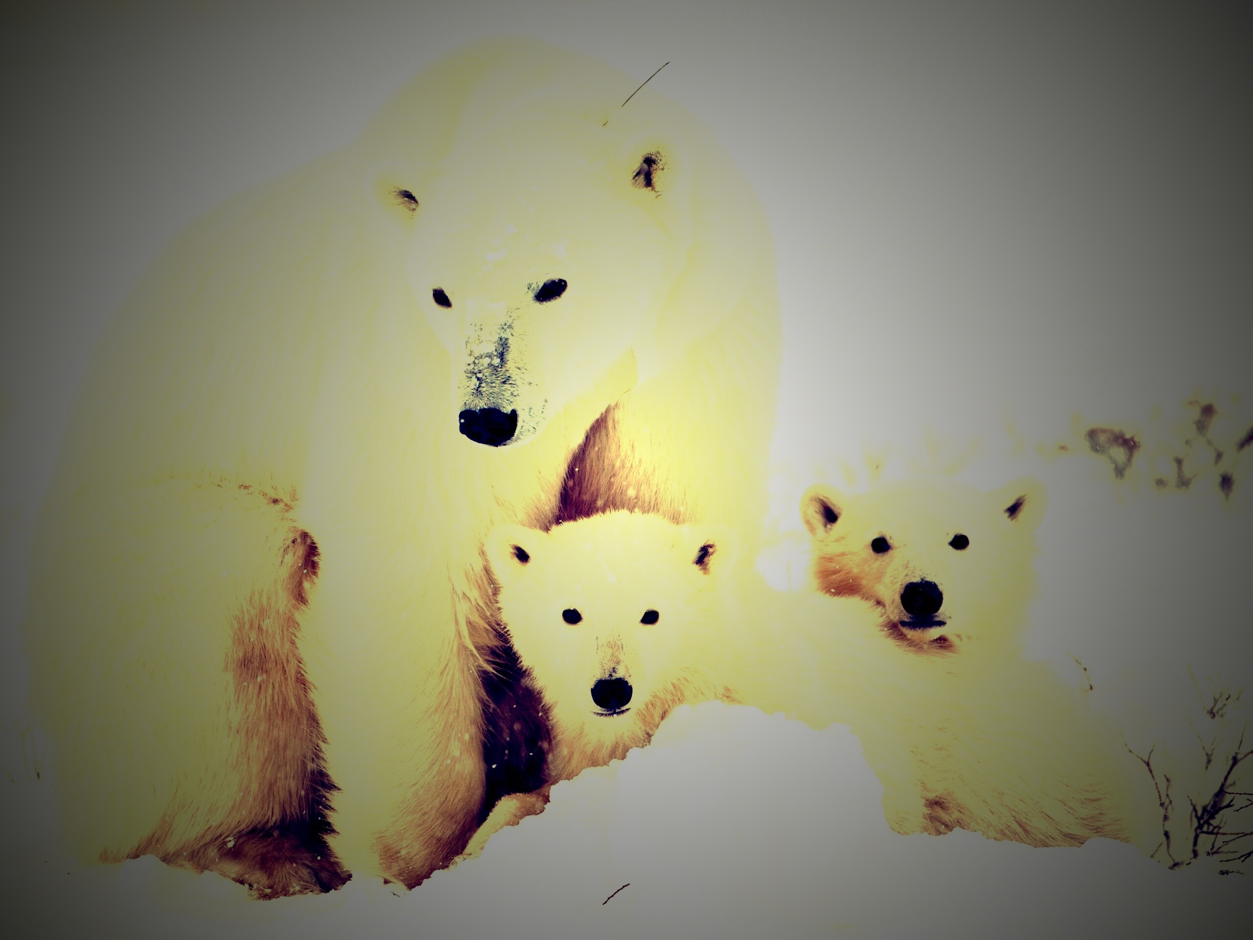 Белые медведи обои