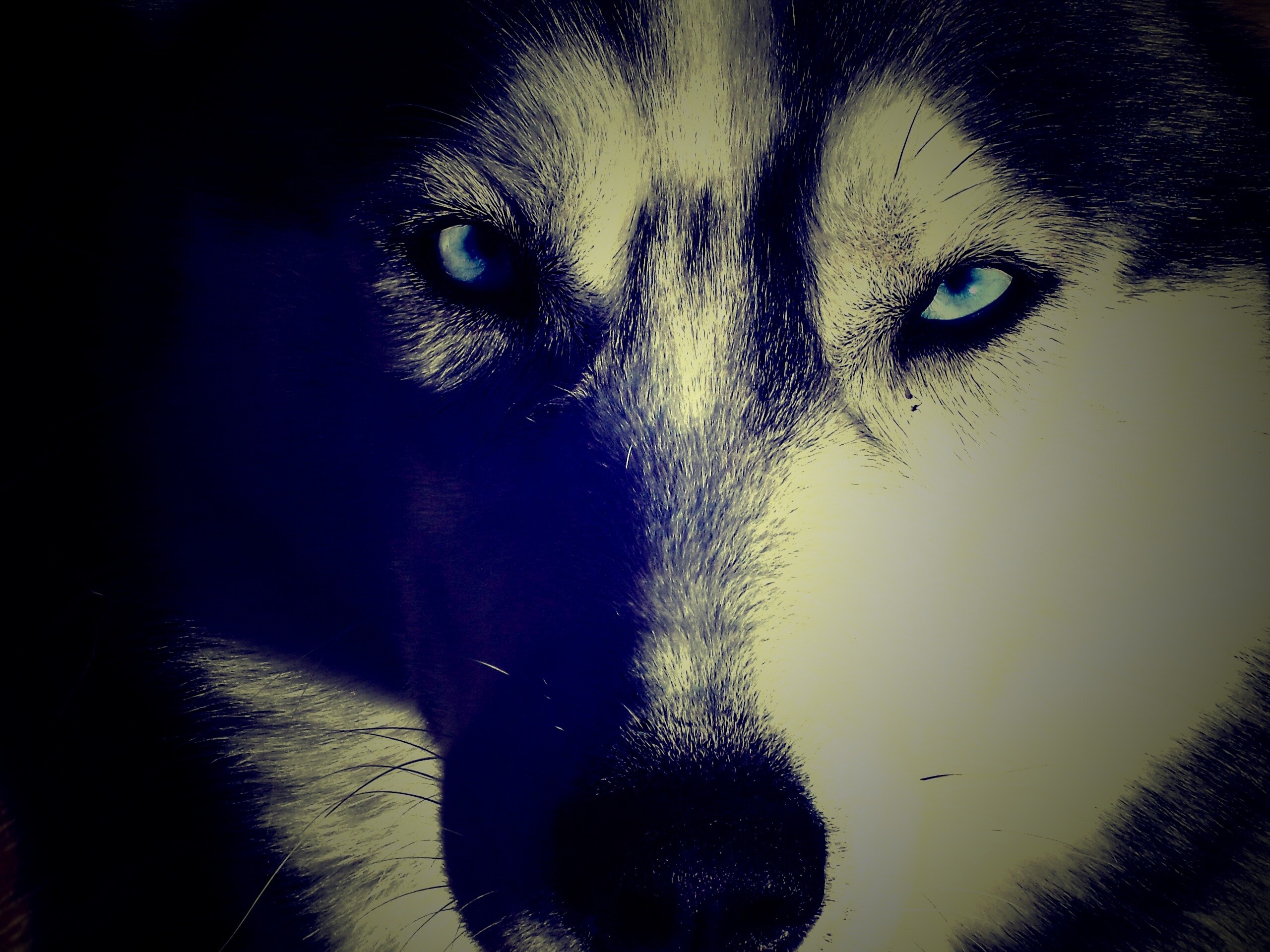 Собака с голубыми глазами обои