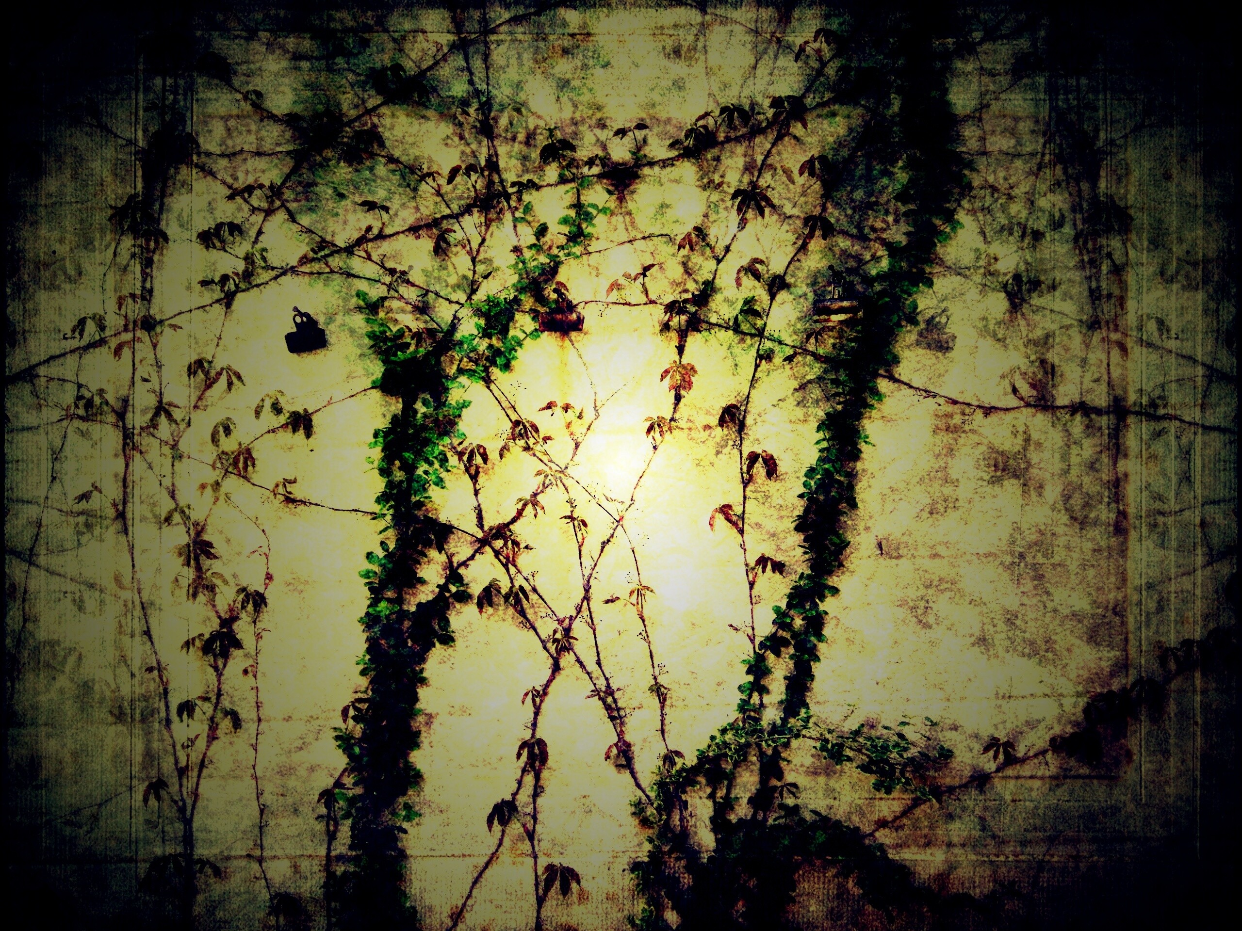 Растение на стене обои