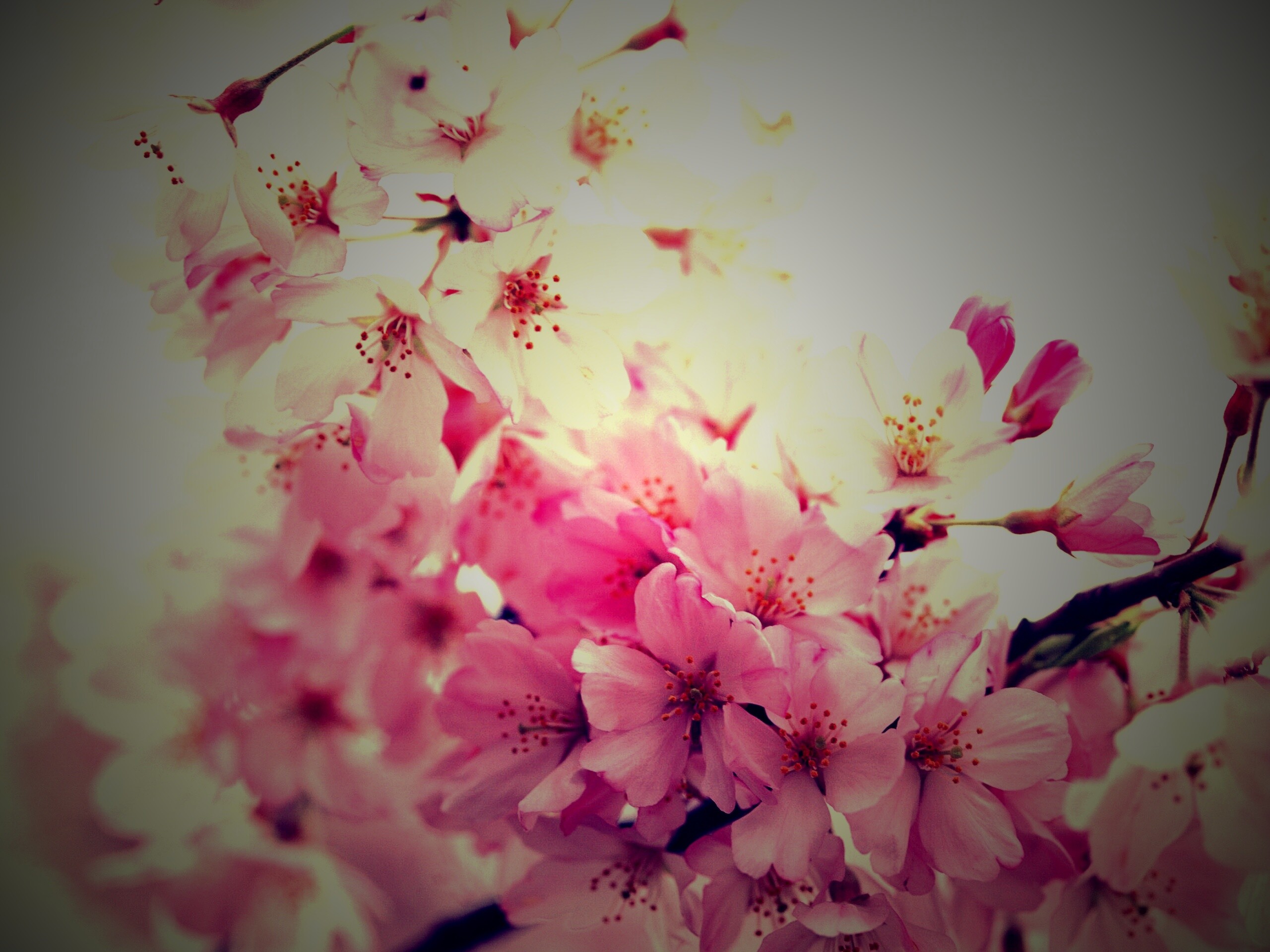 Цветение вишни обои