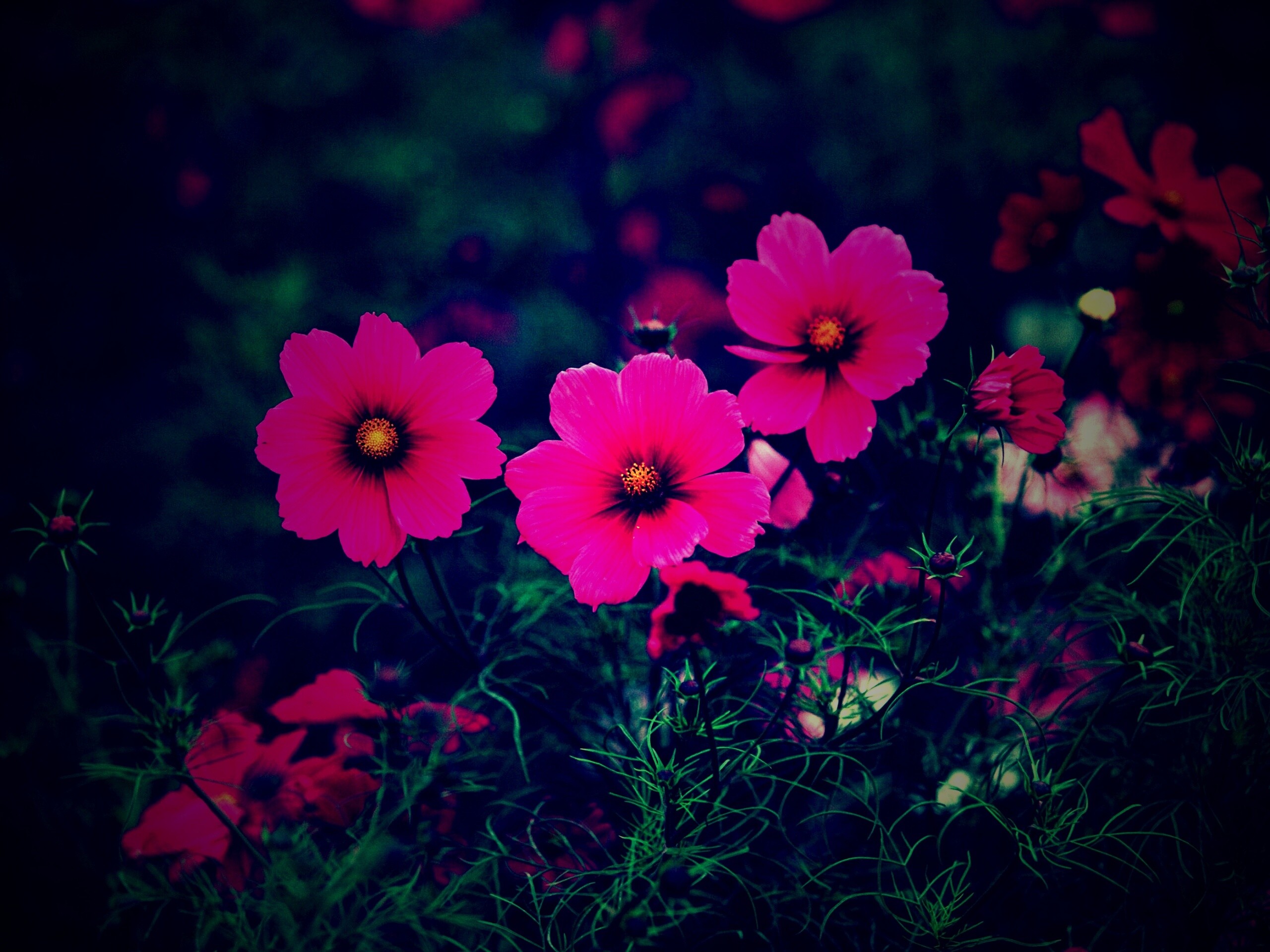 Яркие розовые цветы обои