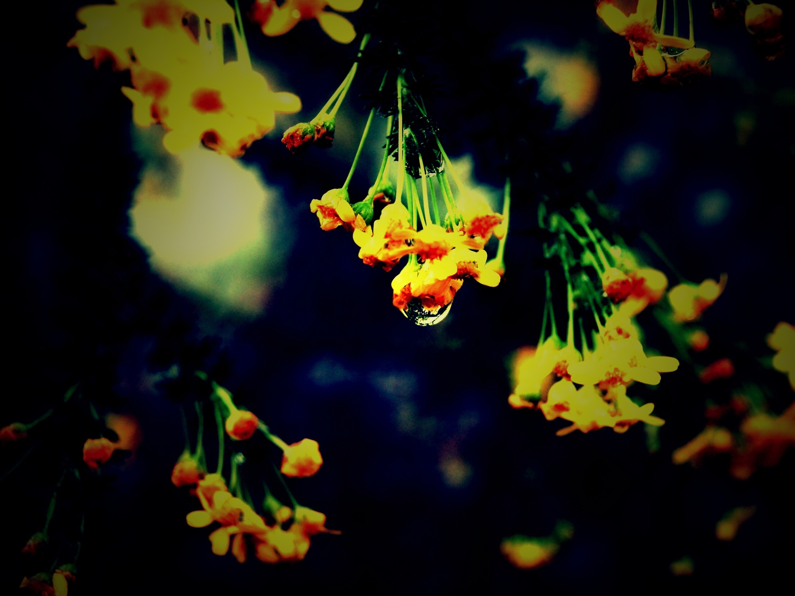 Жёлтые цветочки на ветке обои