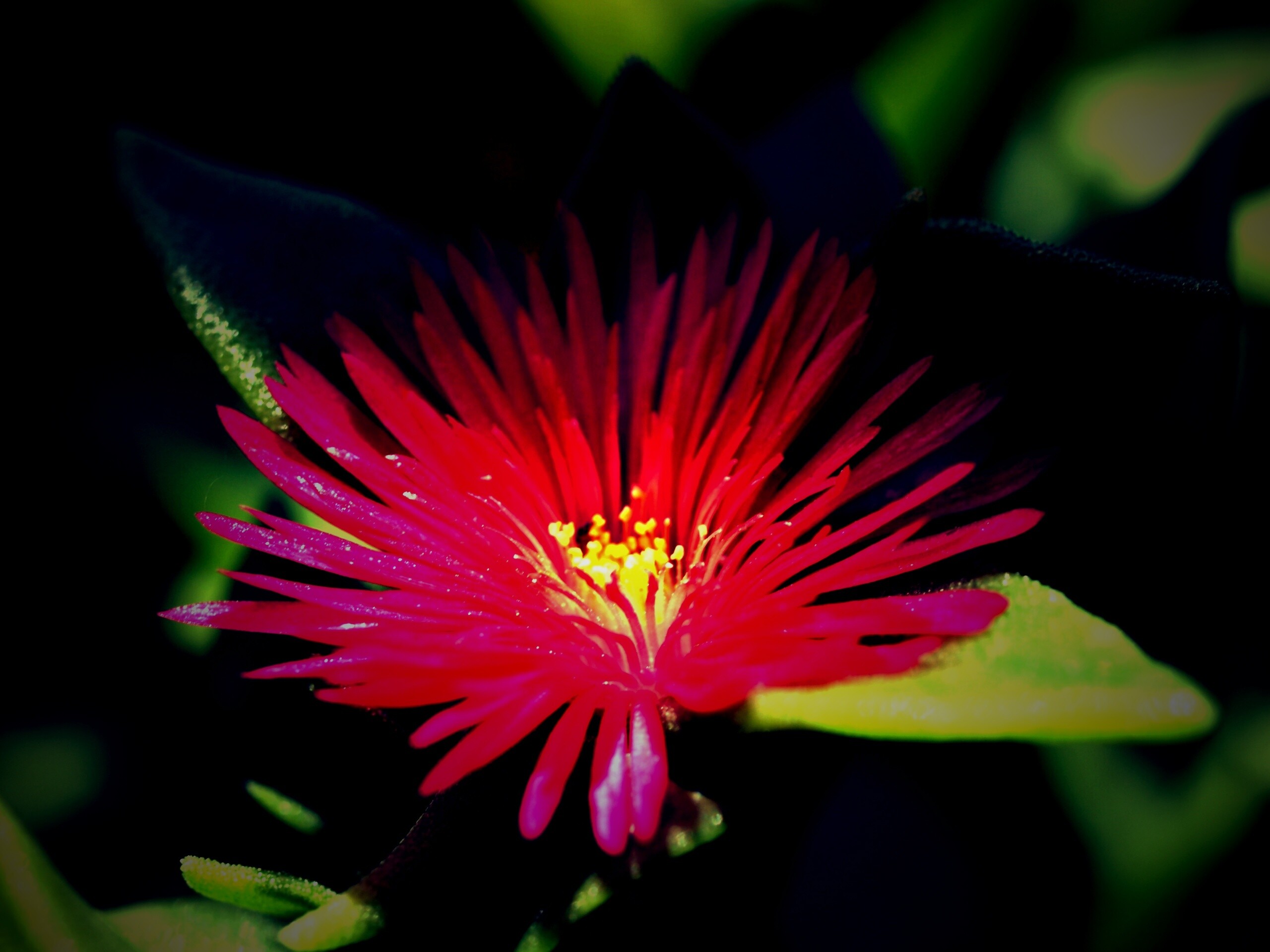 Чудесный цветок обои