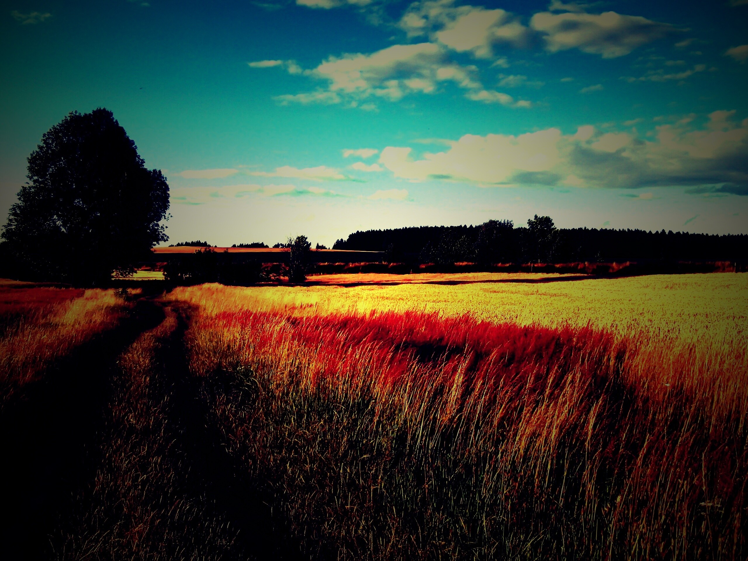 Колея в поле обои