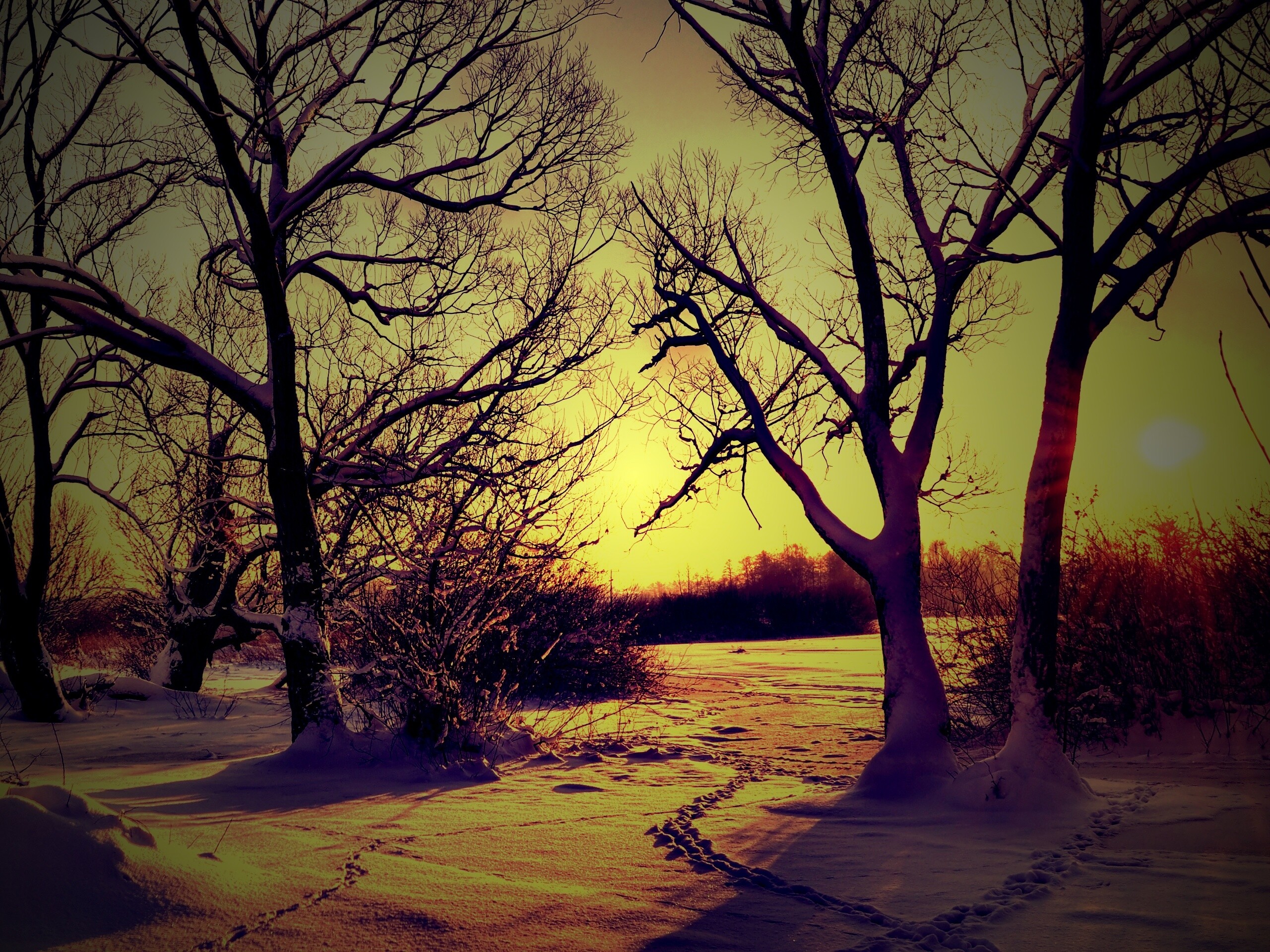 Солнечный свет в зимнем лесу обои