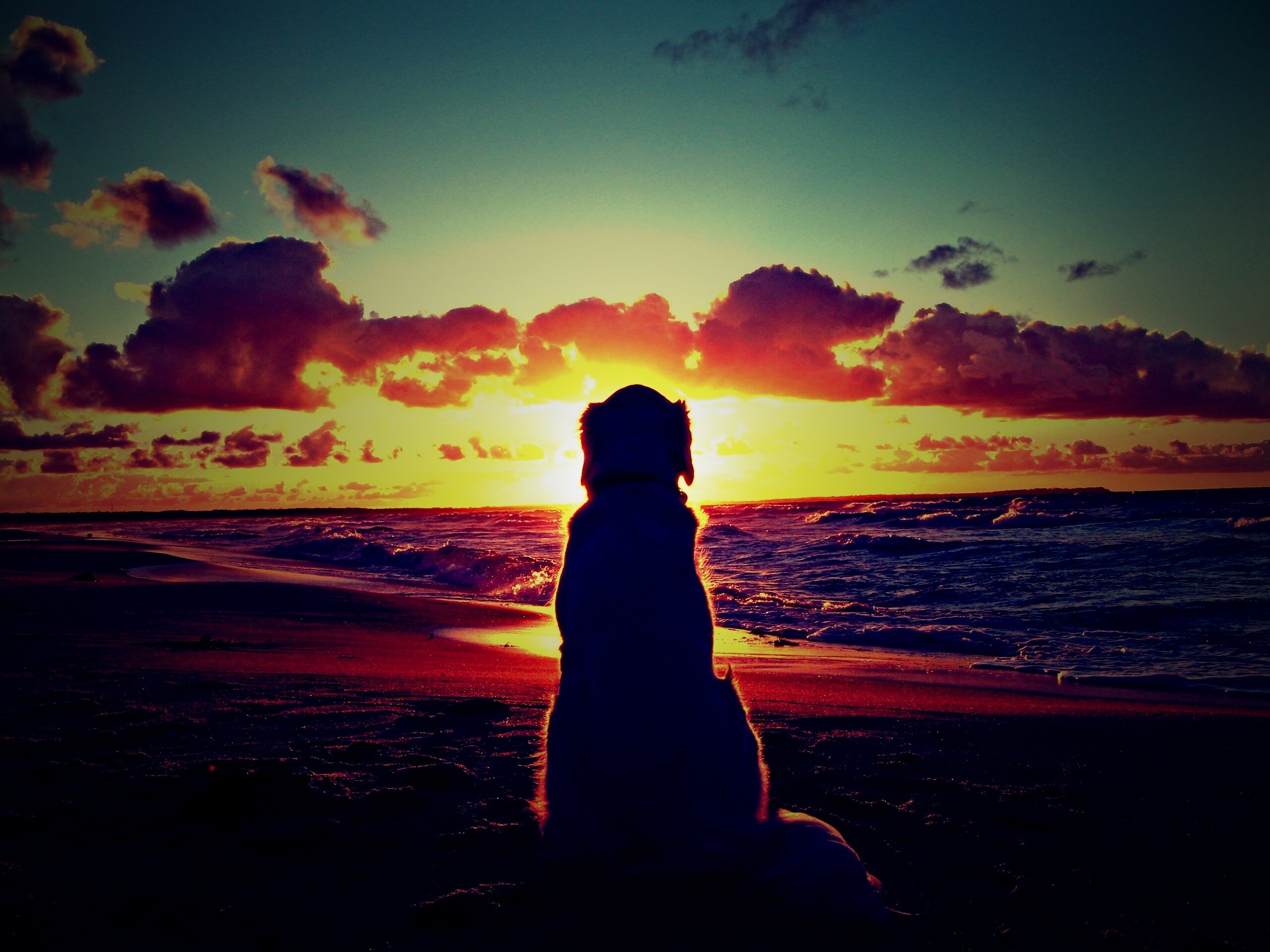 Собака наблюдающая закат на пляже обои