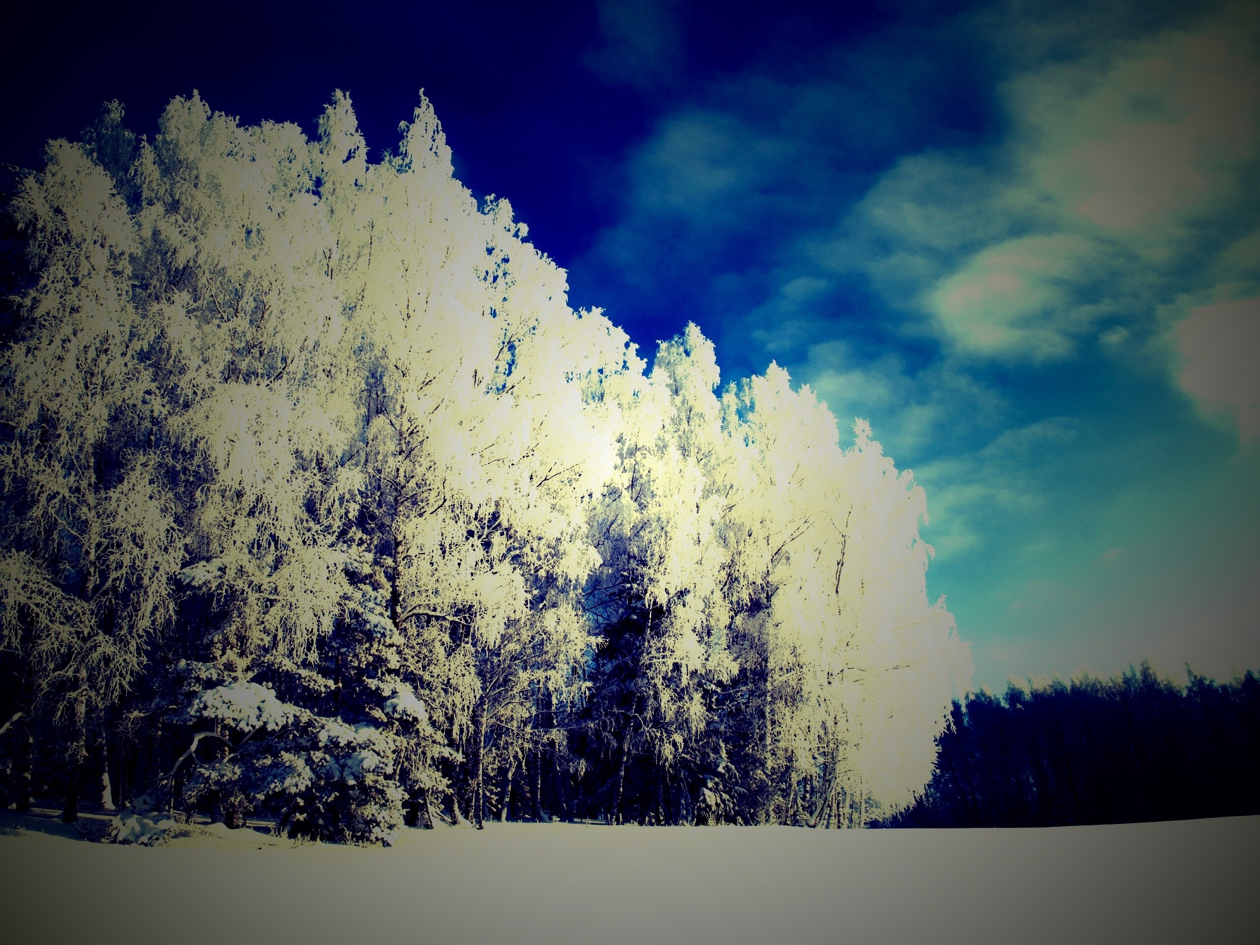 Заснеженные деревья обои