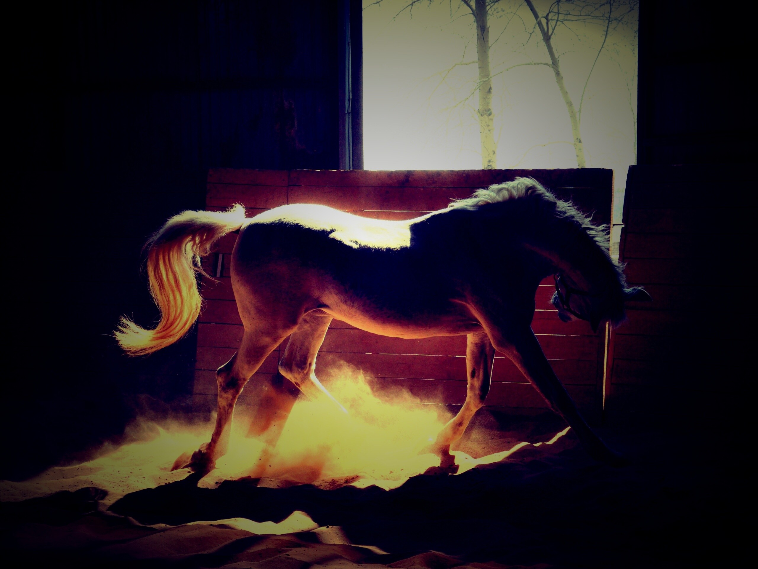 Белая лошадь в загоне обои