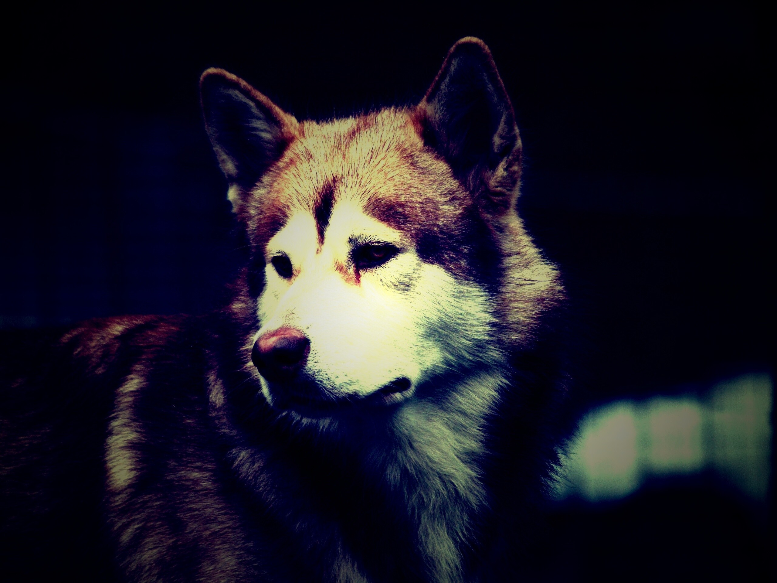 Собака с грустным взглядом обои