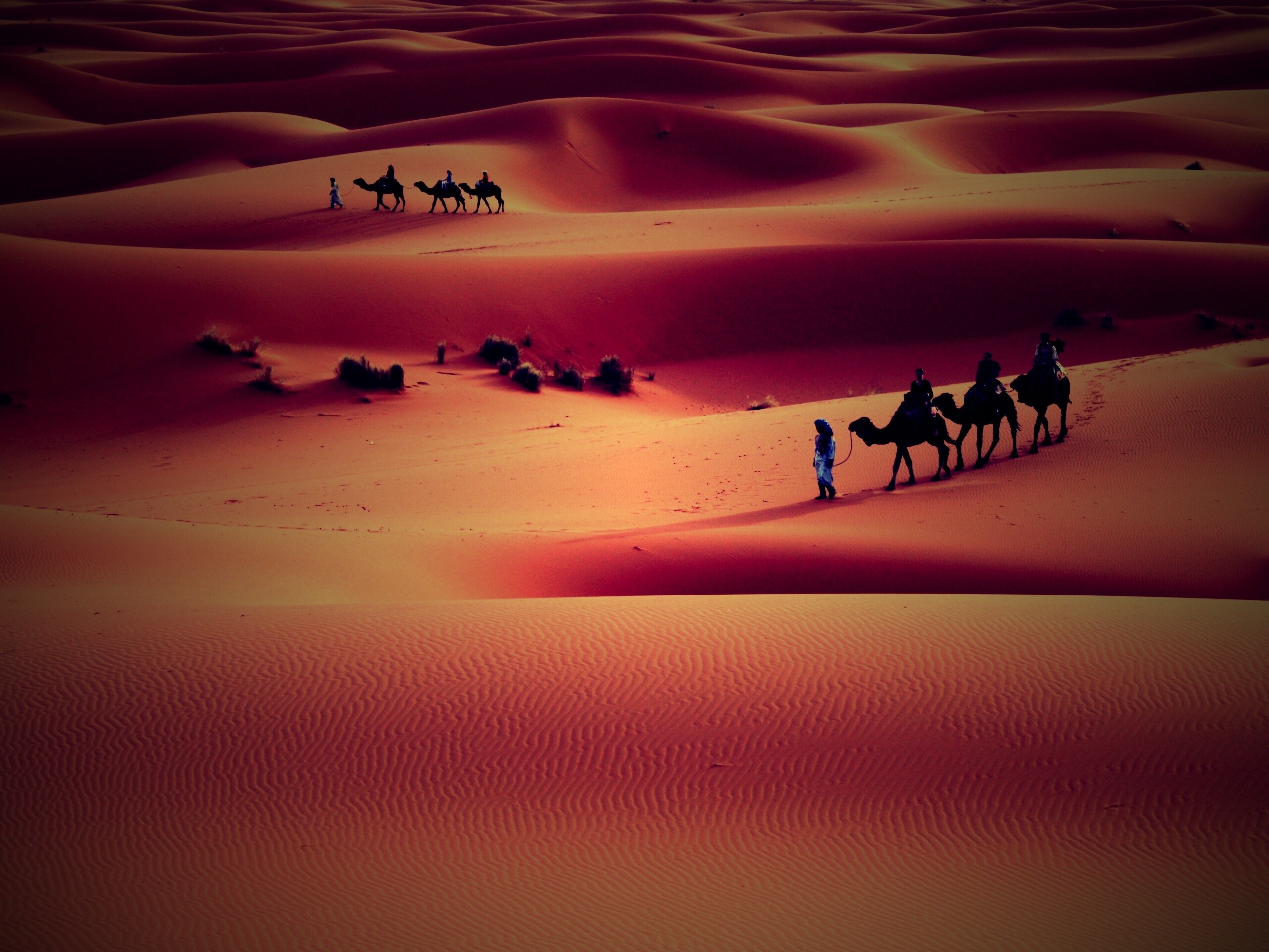 Караваны пустыни обои