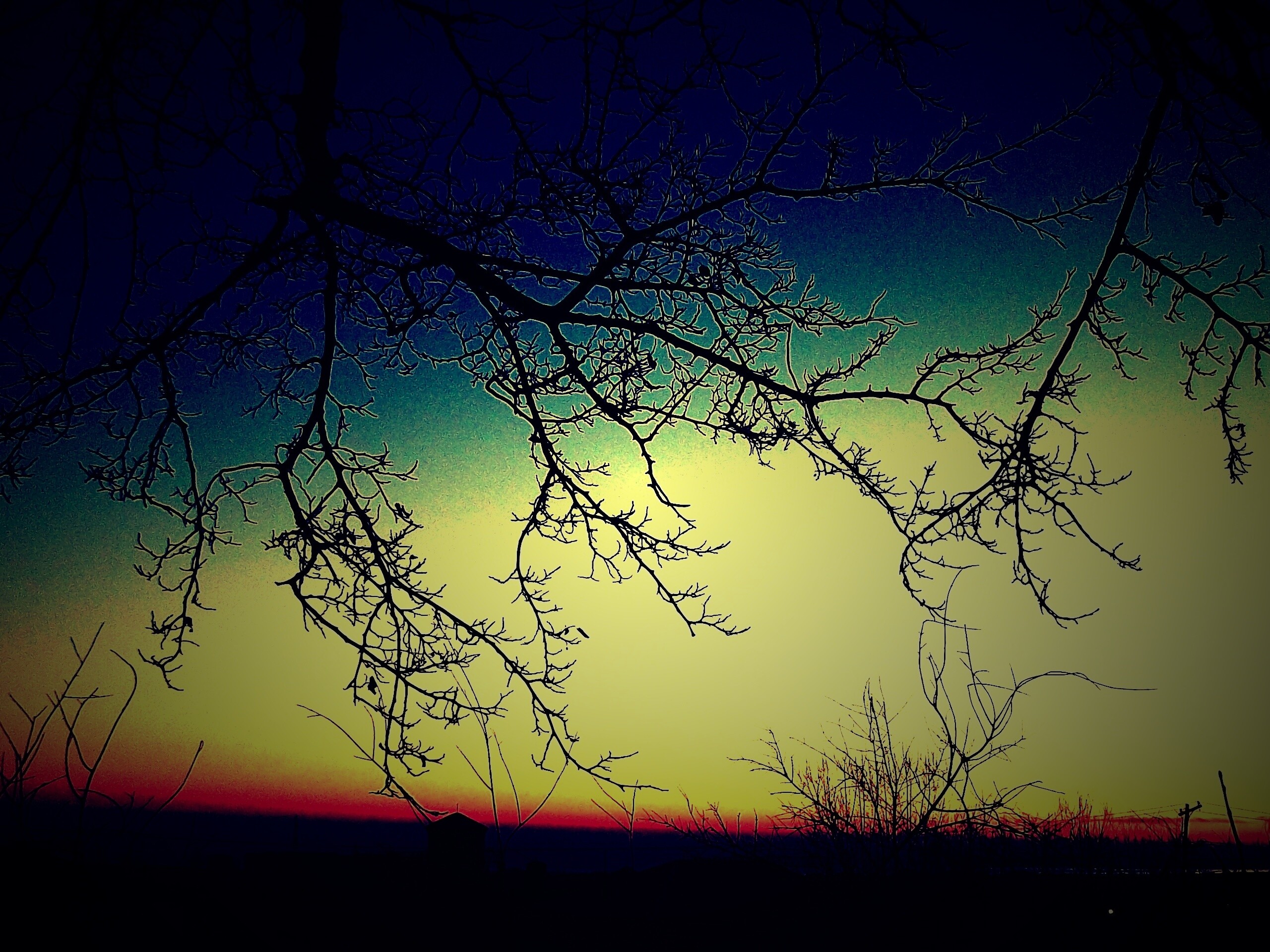 Закат сквозь ветки деревьев обои