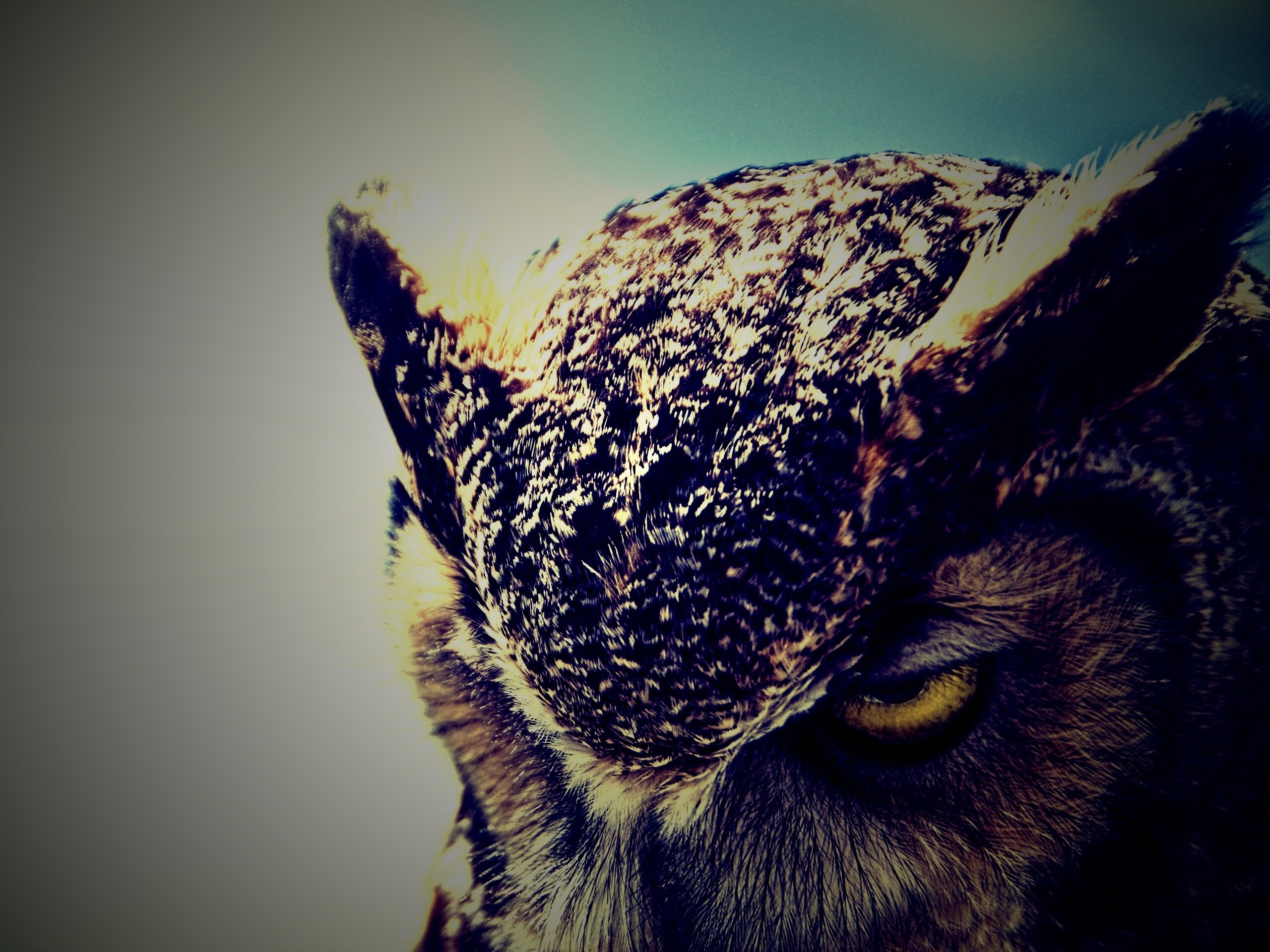 Злая сова обои