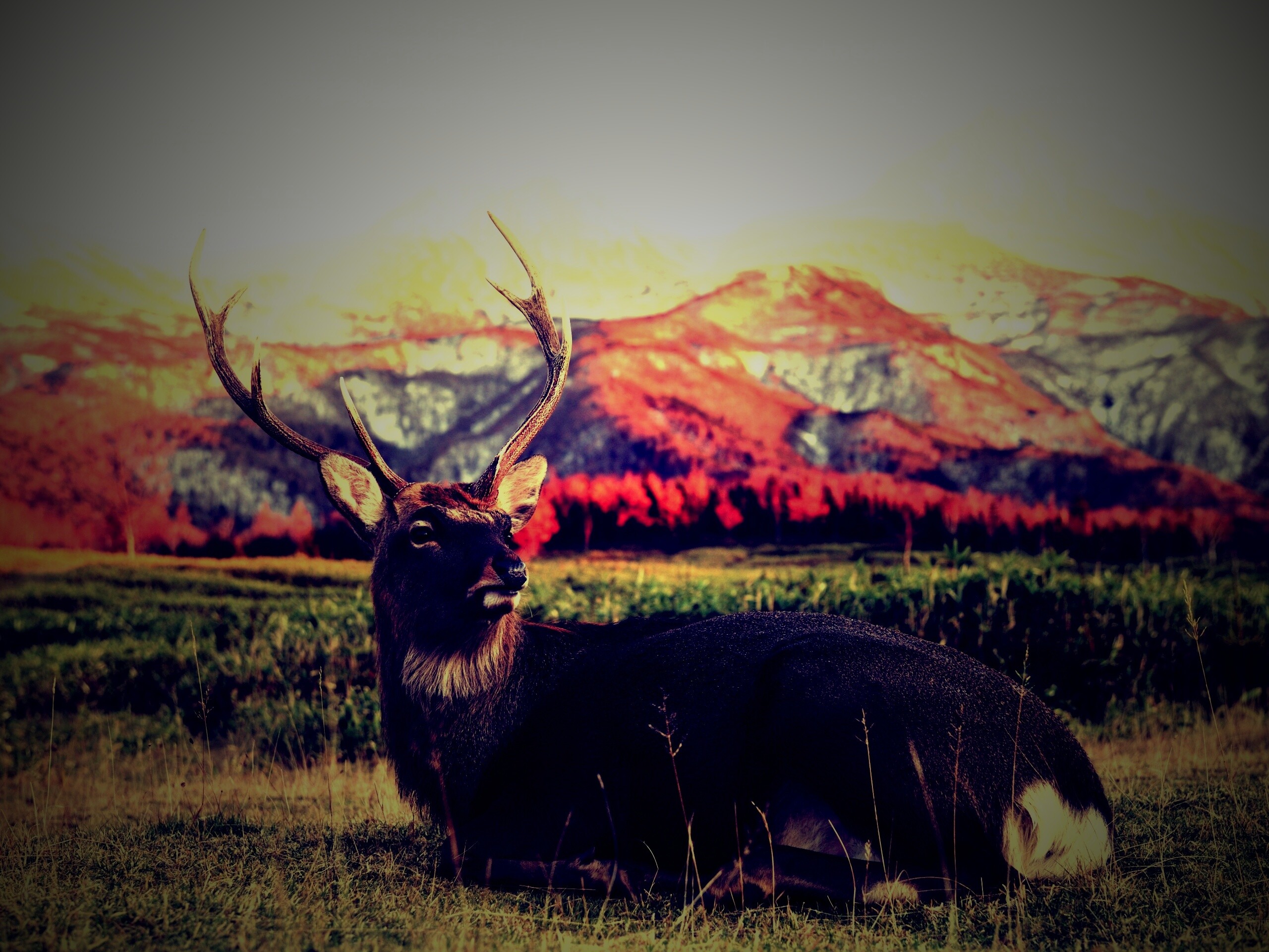 Олень отдыхает в предгорьях обои