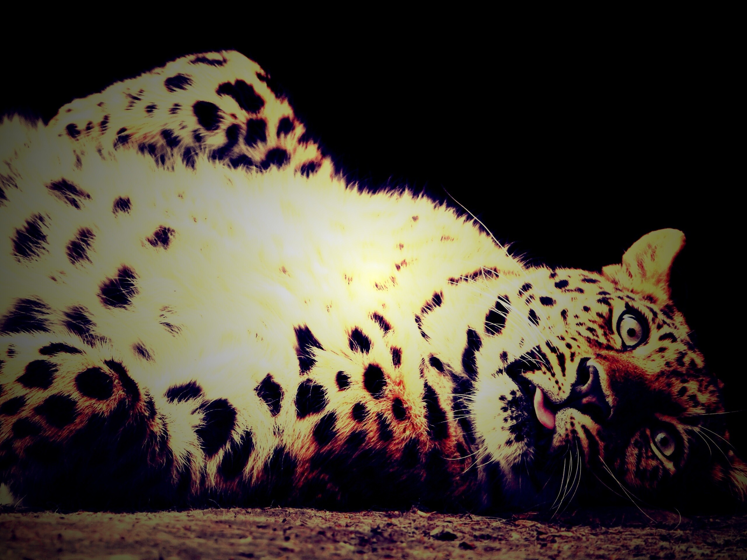 Большая пятнистая кошечка обои