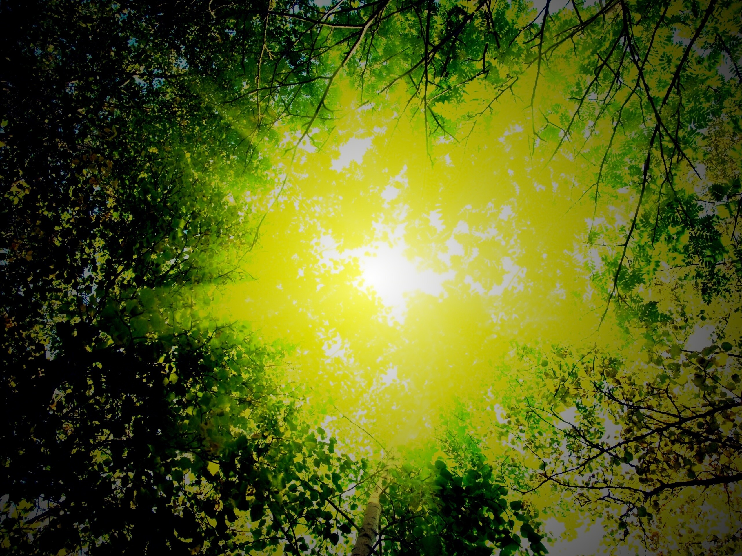 Яркий зеленоватый свет пробивающийся сквозь листву обои