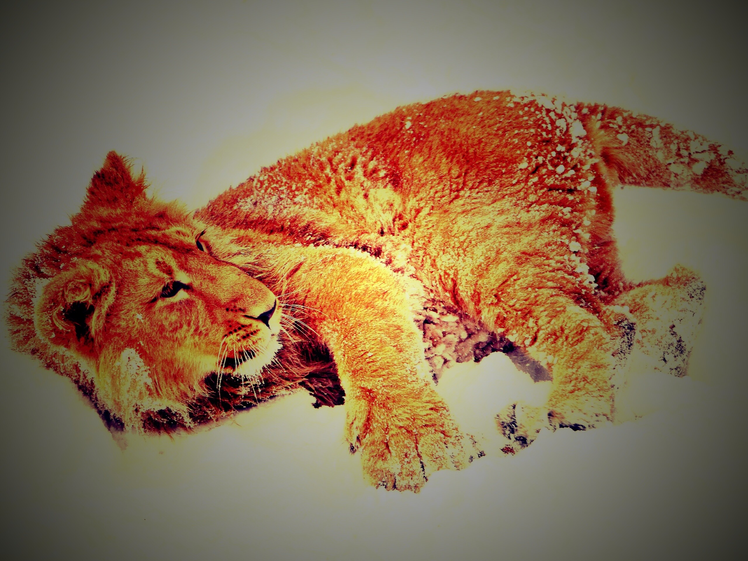 Львёнок в снегу обои