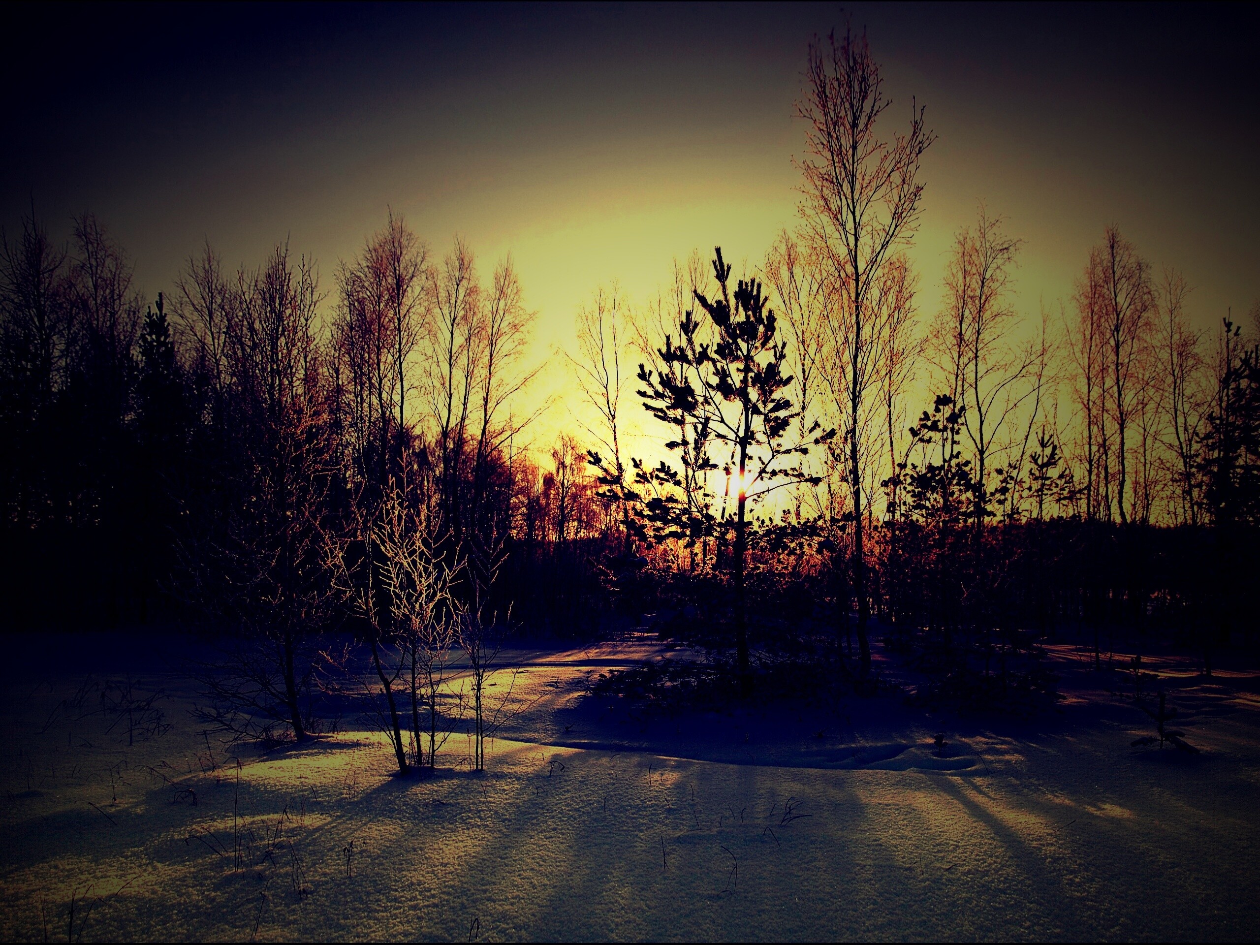 Зимний лес обои